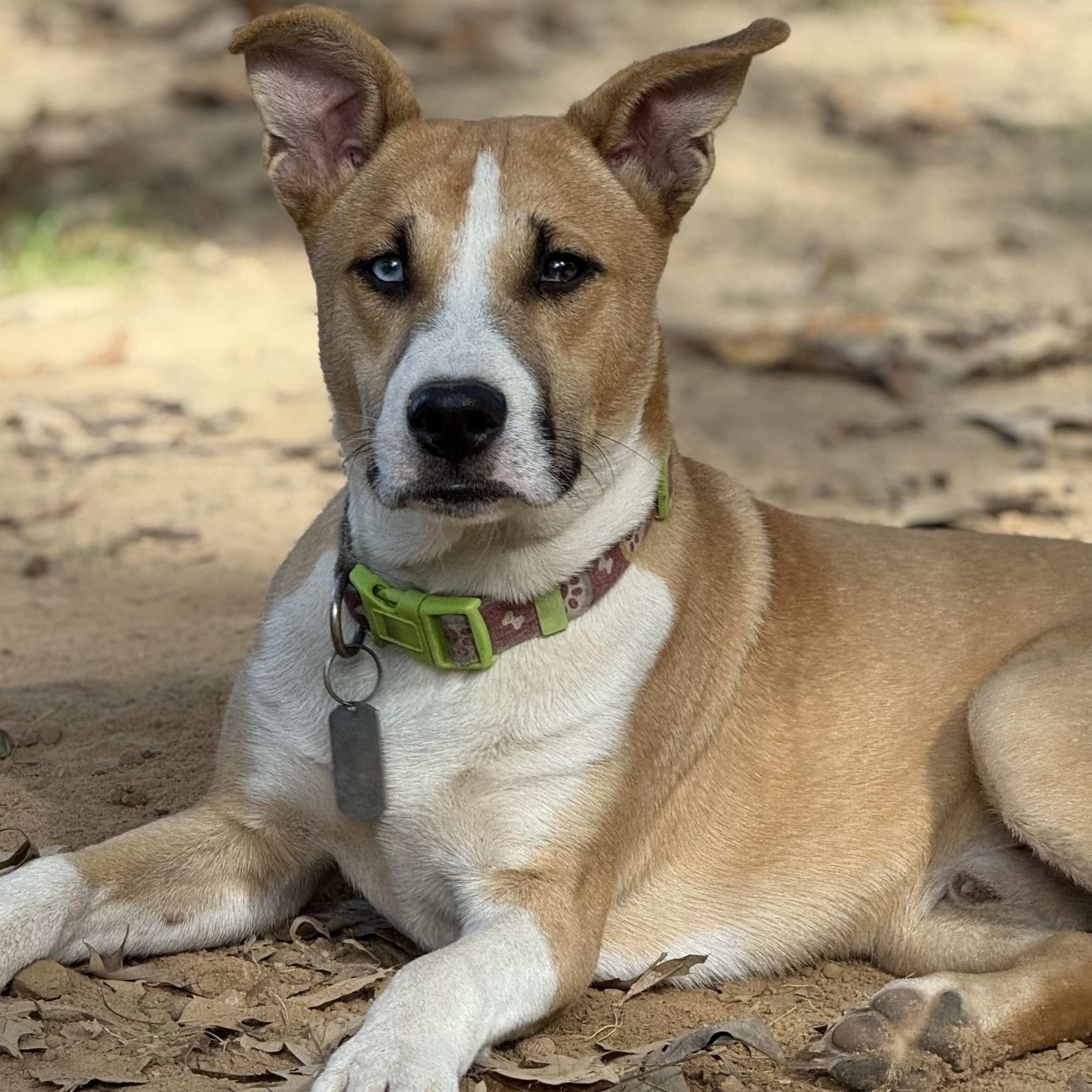 Sweet Potato, Adoptable, Young Male Husky.
