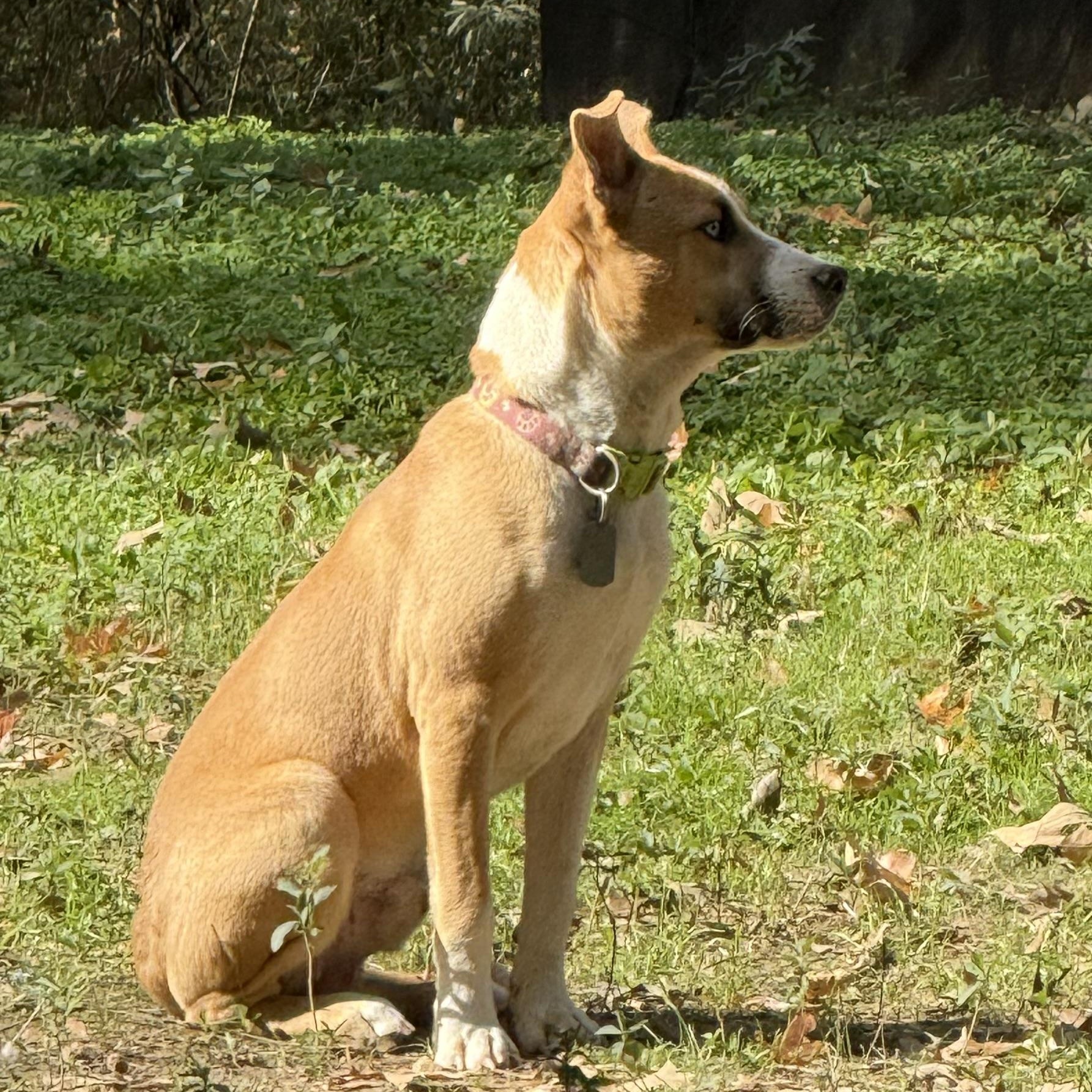 Enlarge Sweet Potato, a Adoptable mixed breed in Alexandria, VA image 4/5
