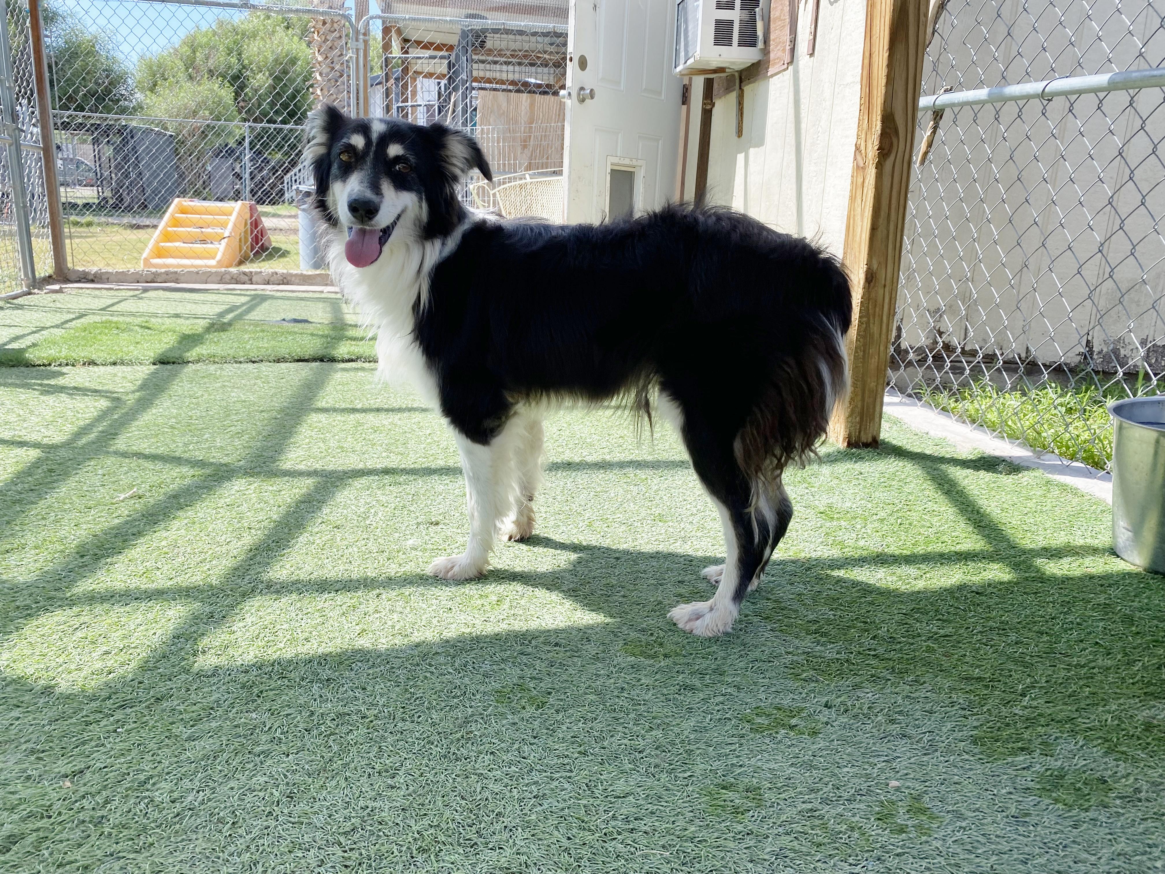 Enlarge Sheena, a Adoptable Australian Shepherd in El Paso, TX image 4/6
