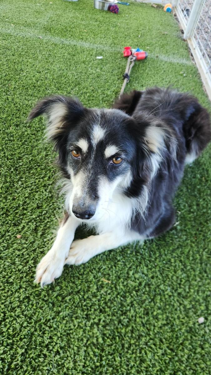 Sheena, Adoptable, Adult Female Australian Shepherd.