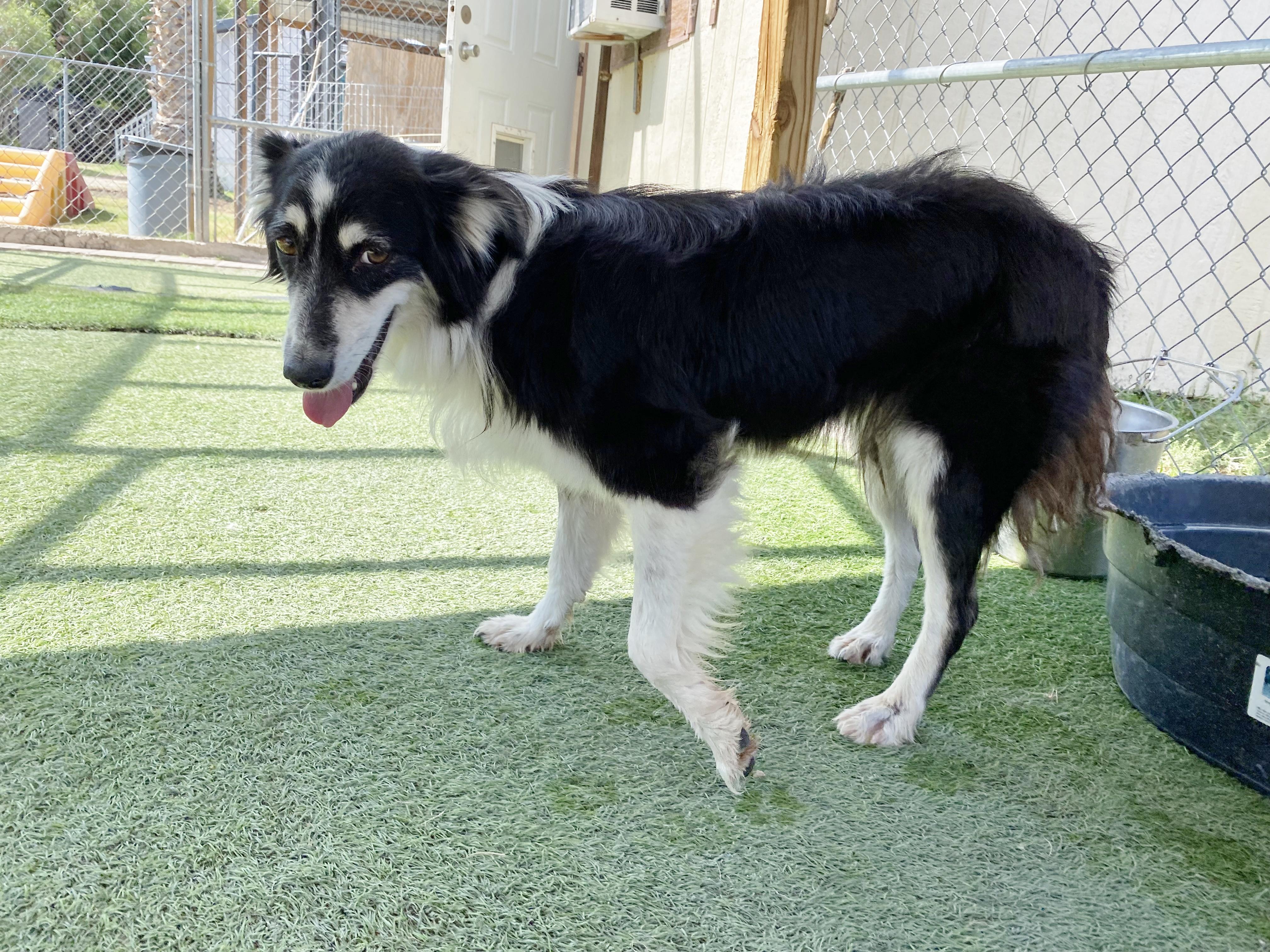 Enlarge Sheena, a Adoptable Australian Shepherd in El Paso, TX image 5/6