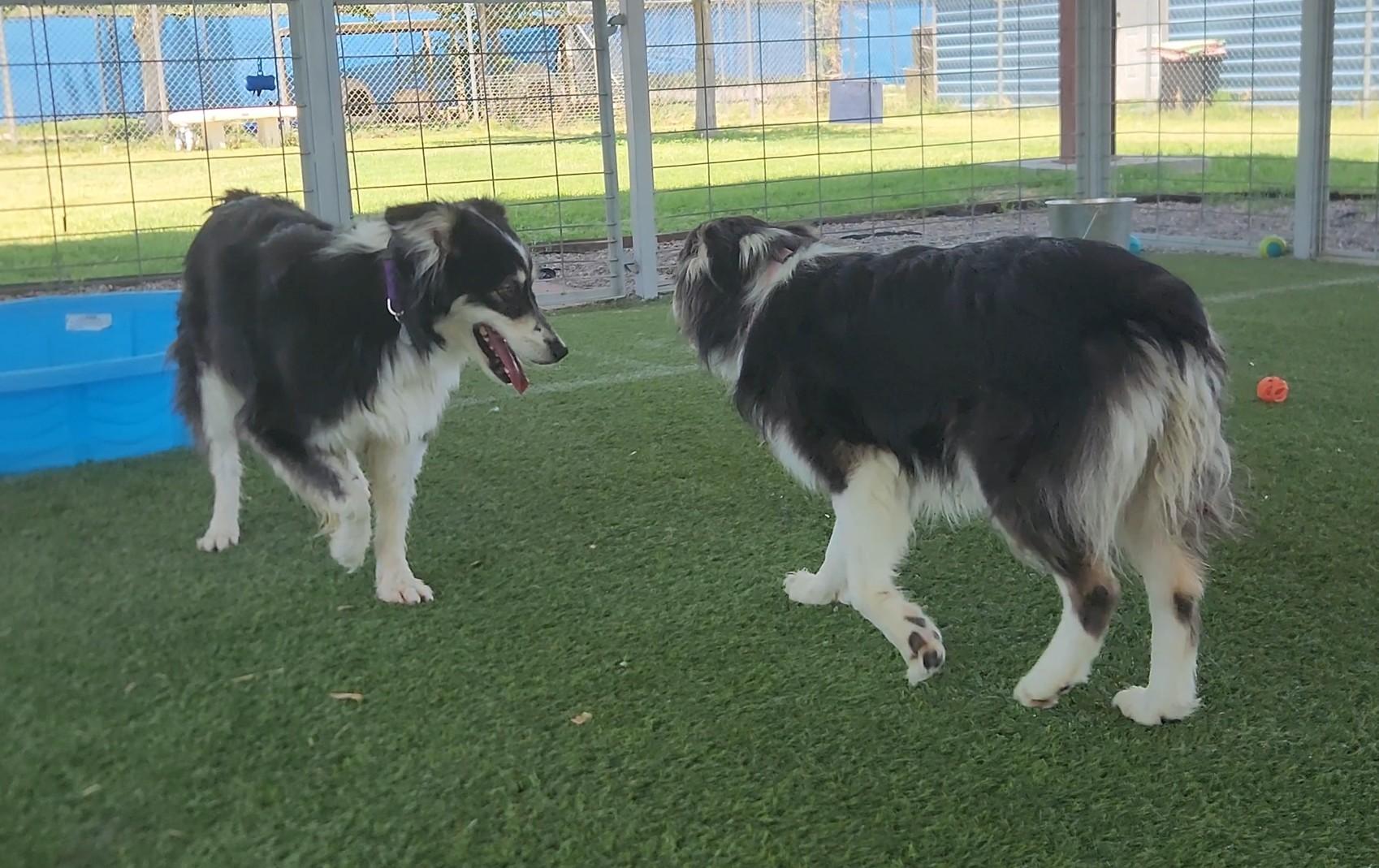 Enlarge Sheena, a Adoptable Australian Shepherd in El Paso, TX image 2/6