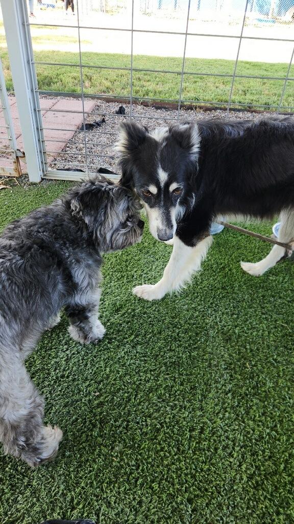 Enlarge Sheena, a Adoptable Australian Shepherd in El Paso, TX image 6/6