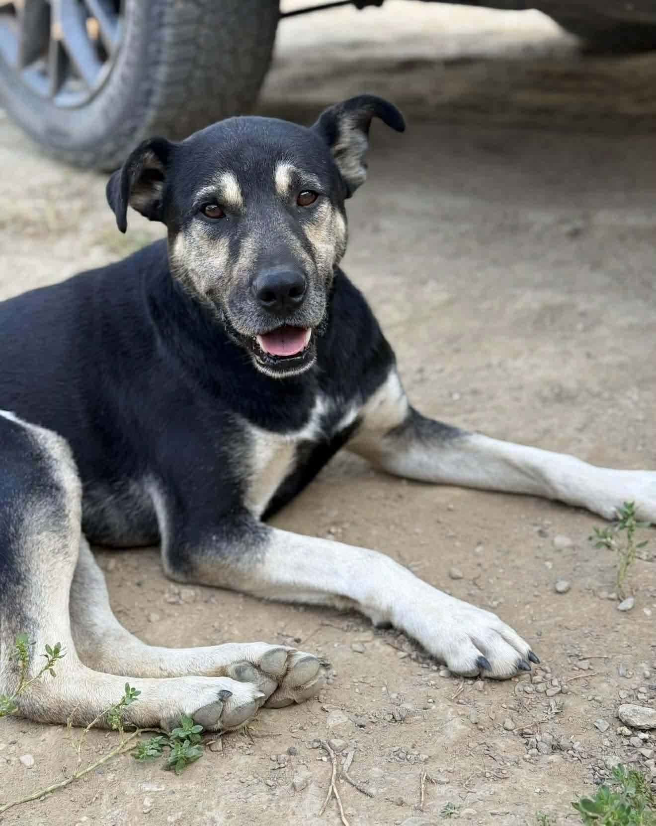 Grizzly, a Adoptable mixed breed in Edmonton, AB image 1/3