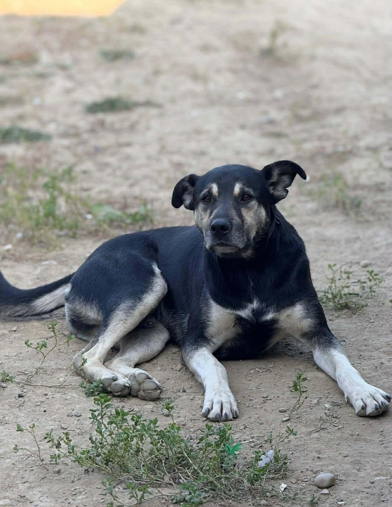 Bear, an adoptable German Shepherd Dog in Edmonton, AB, T5Y 3N6 | Photo Image 2