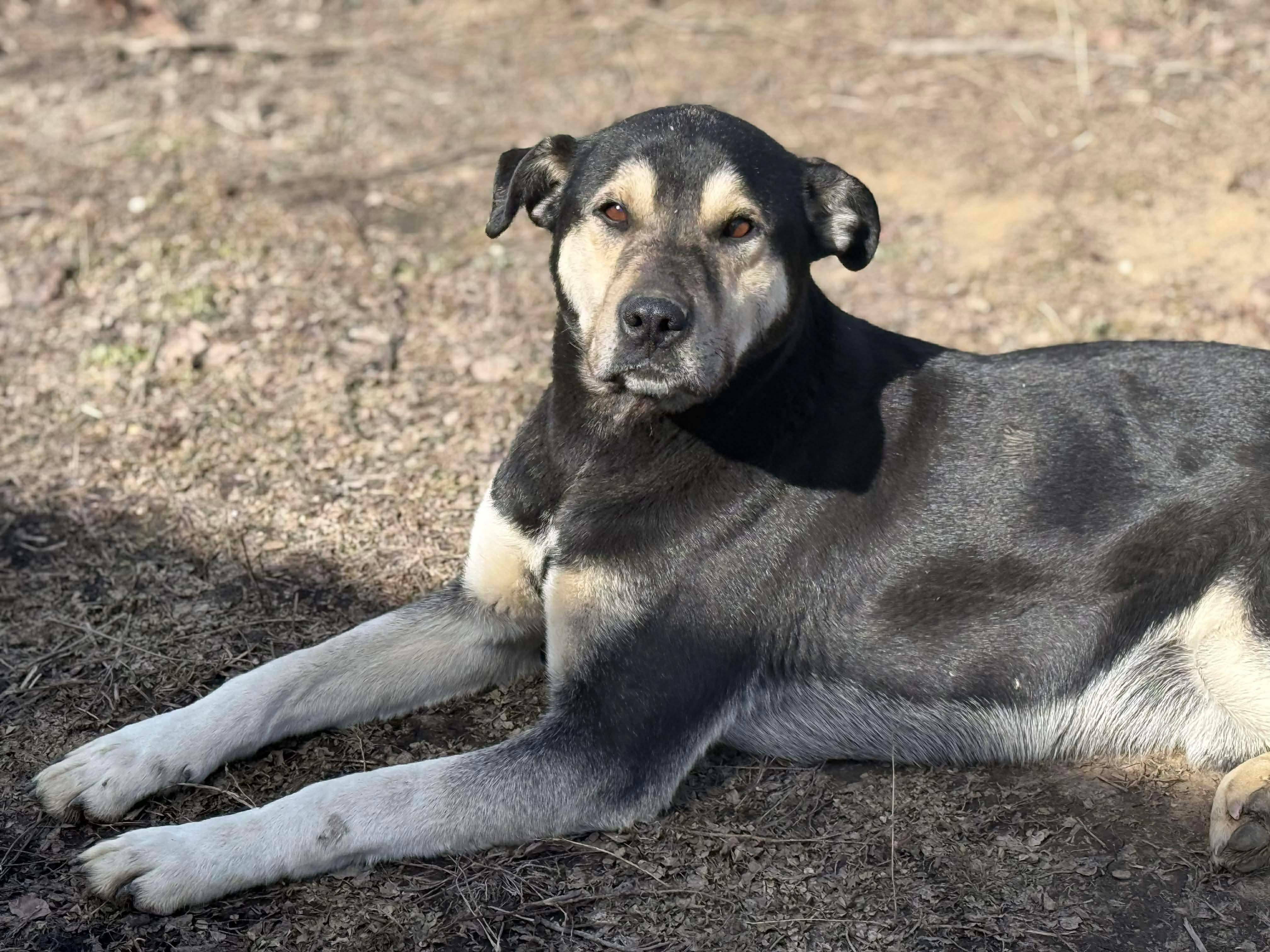 Grizzly, a Adoptable mixed breed in Edmonton, AB image 3/3