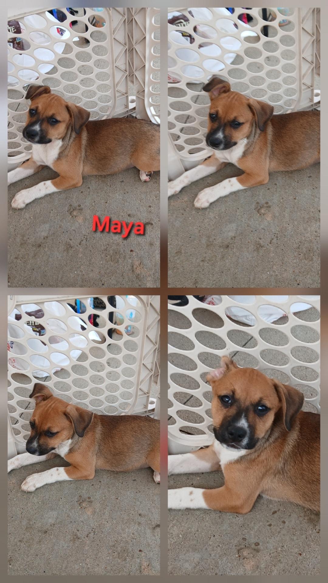 Maya