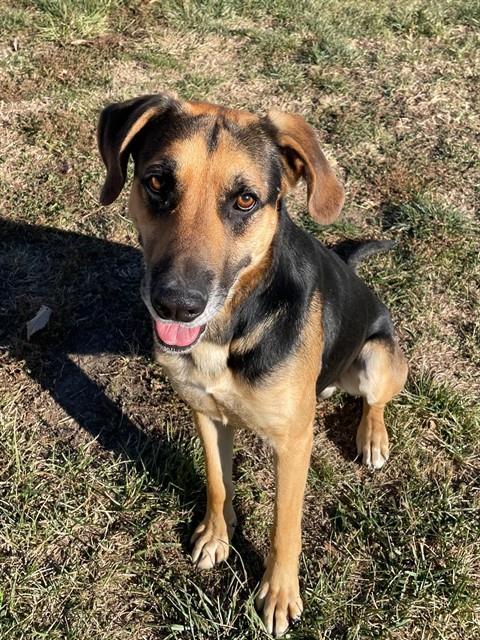 FLOUNDER, Adoptable, Young Male Black and Tan Coonhound.