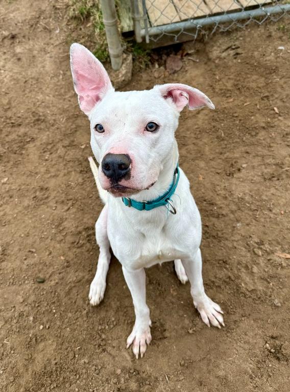 Hank, Adoptable, Adult Male Staffordshire Bull Terrier & Labrador Retriever.
