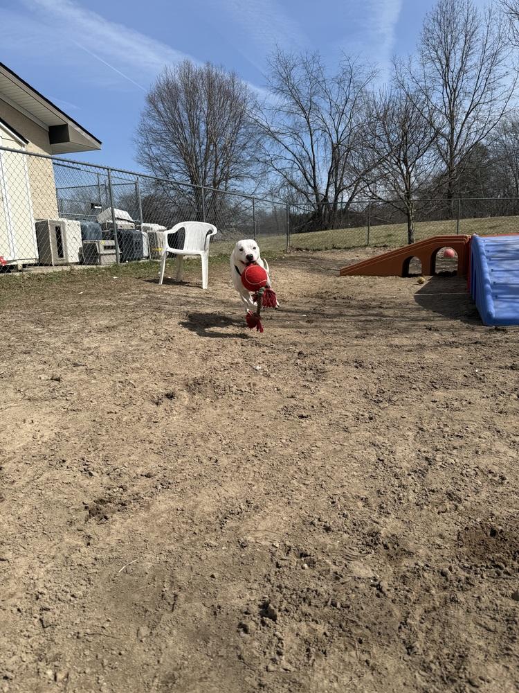 Enlarge Hank, a Adoptable mixed breed in Kalamazoo, MI image 2/6