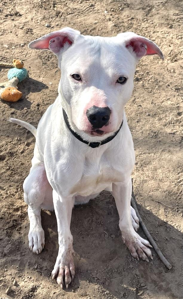 Enlarge Hank, a Adoptable mixed breed in Kalamazoo, MI image 4/6