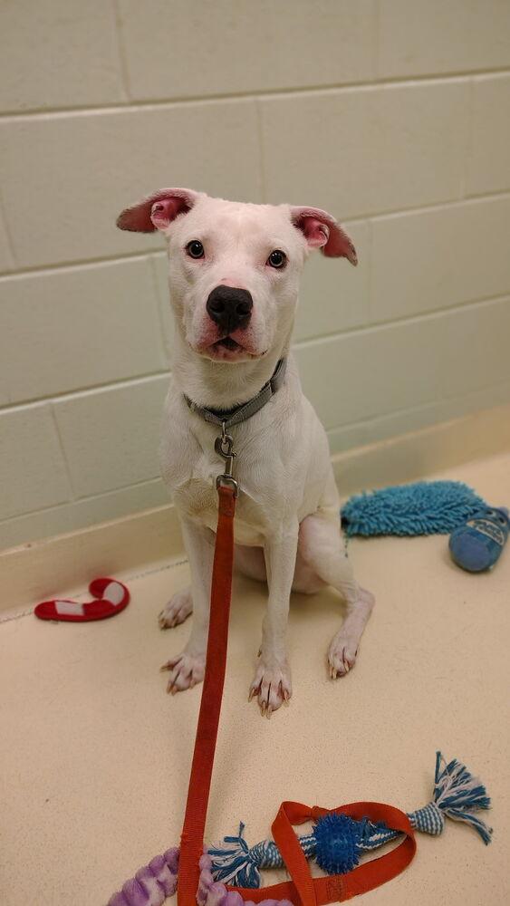 Enlarge Hank, a Adoptable mixed breed in Kalamazoo, MI image 6/6