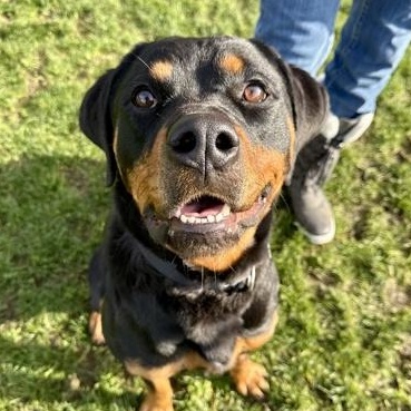 Frosted Flake, ADOPTABLE, Adult Female Rottweiler.
