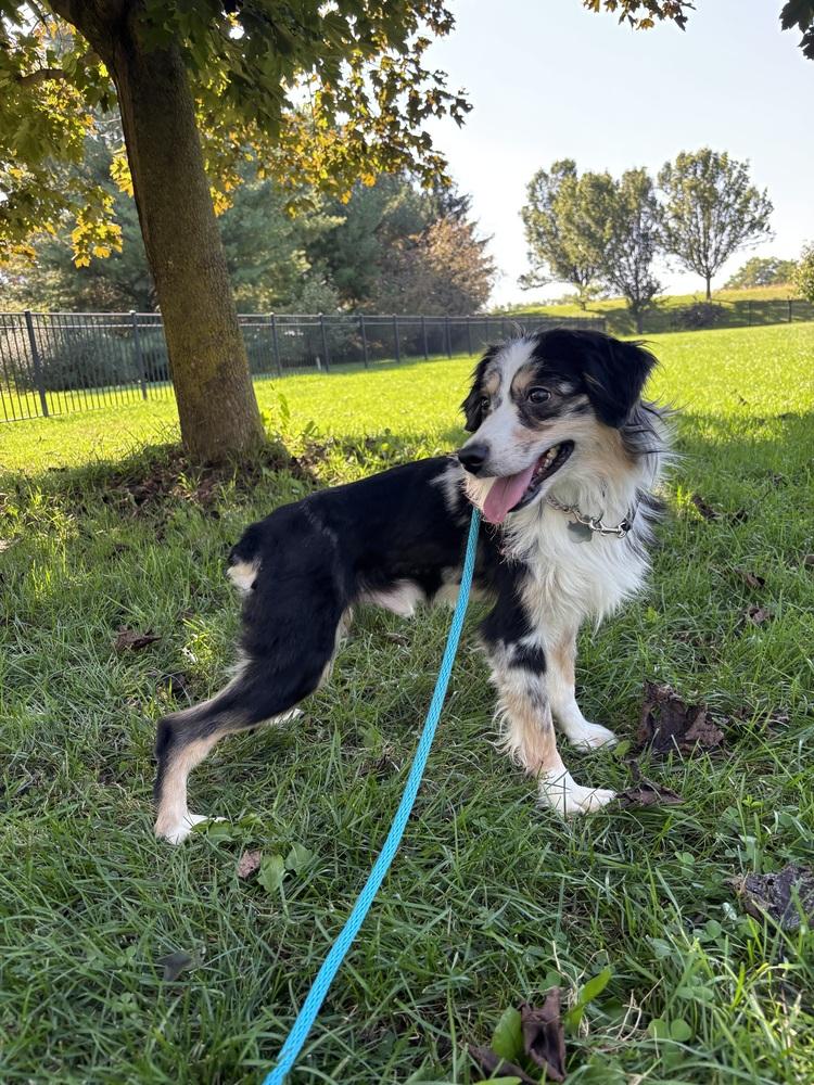 0966 Willy, Adoptable, Young Male Australian Shepherd.