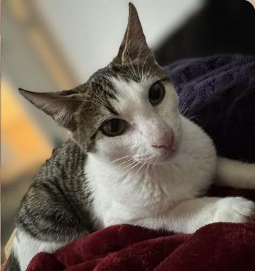 Athena, ADOPTABLE, Kitten Female Domestic Short Hair.