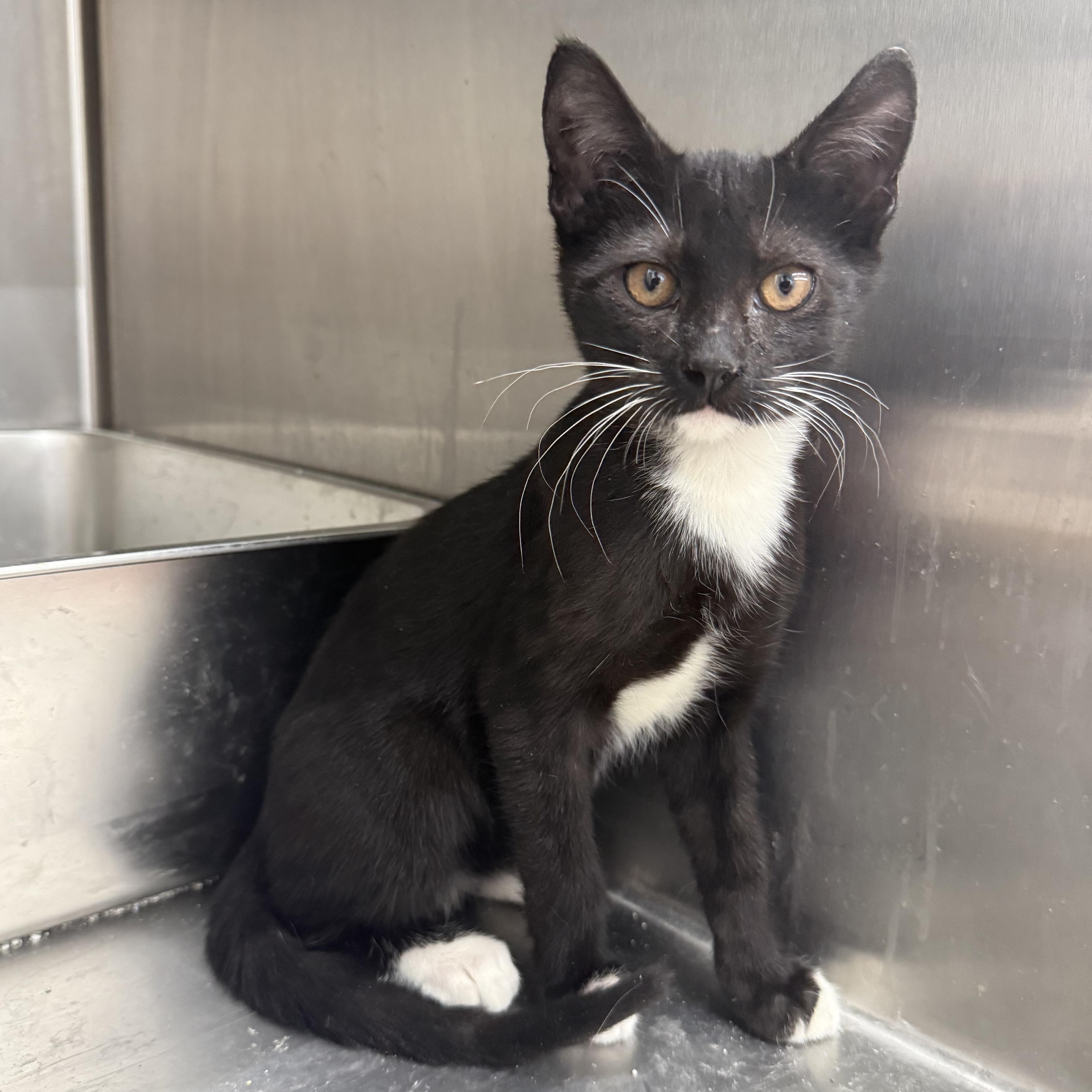 Heath, ADOPTABLE, Kitten Male Domestic Short Hair.
