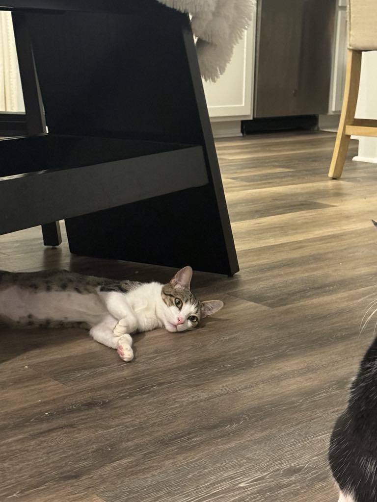 Enlarge Ethan, a Adoptable American Shorthair in Charlotte, NC image 5/6