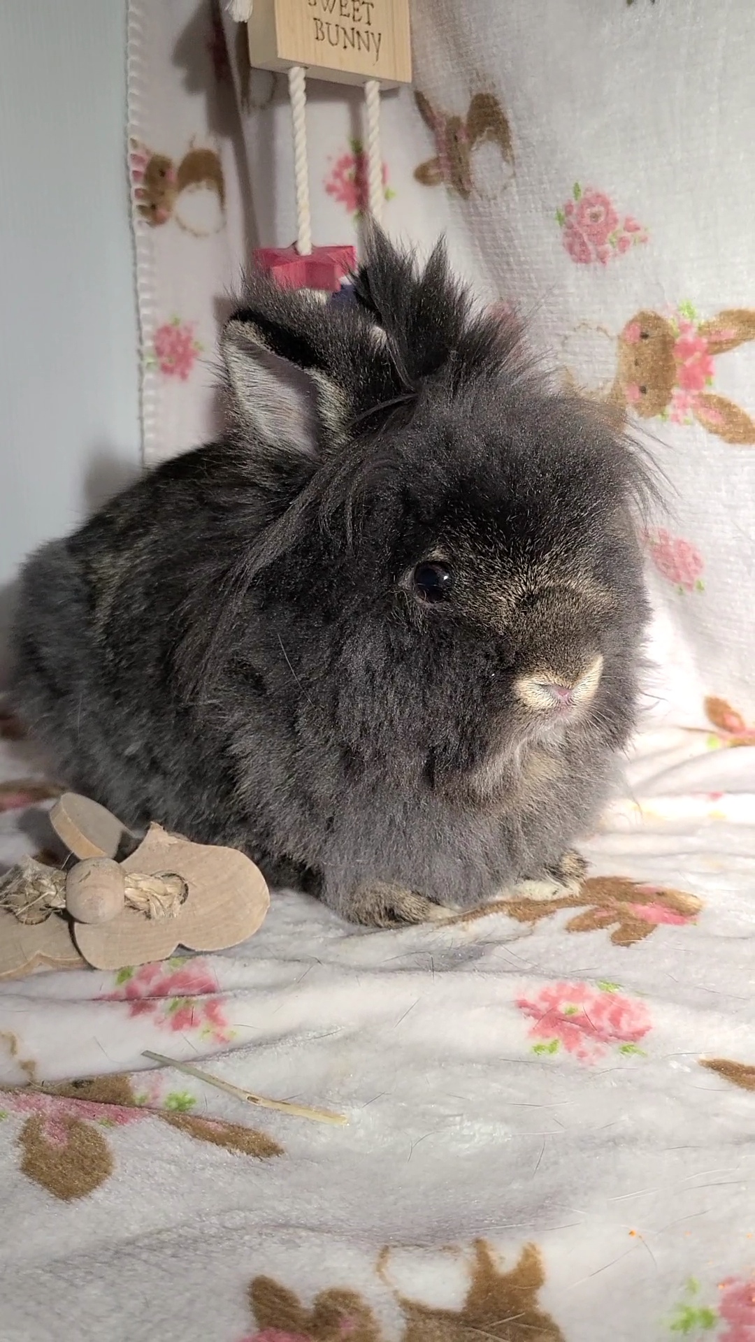Louise and Herman, Adoptable, Young Male Holland Lop & Lionhead.