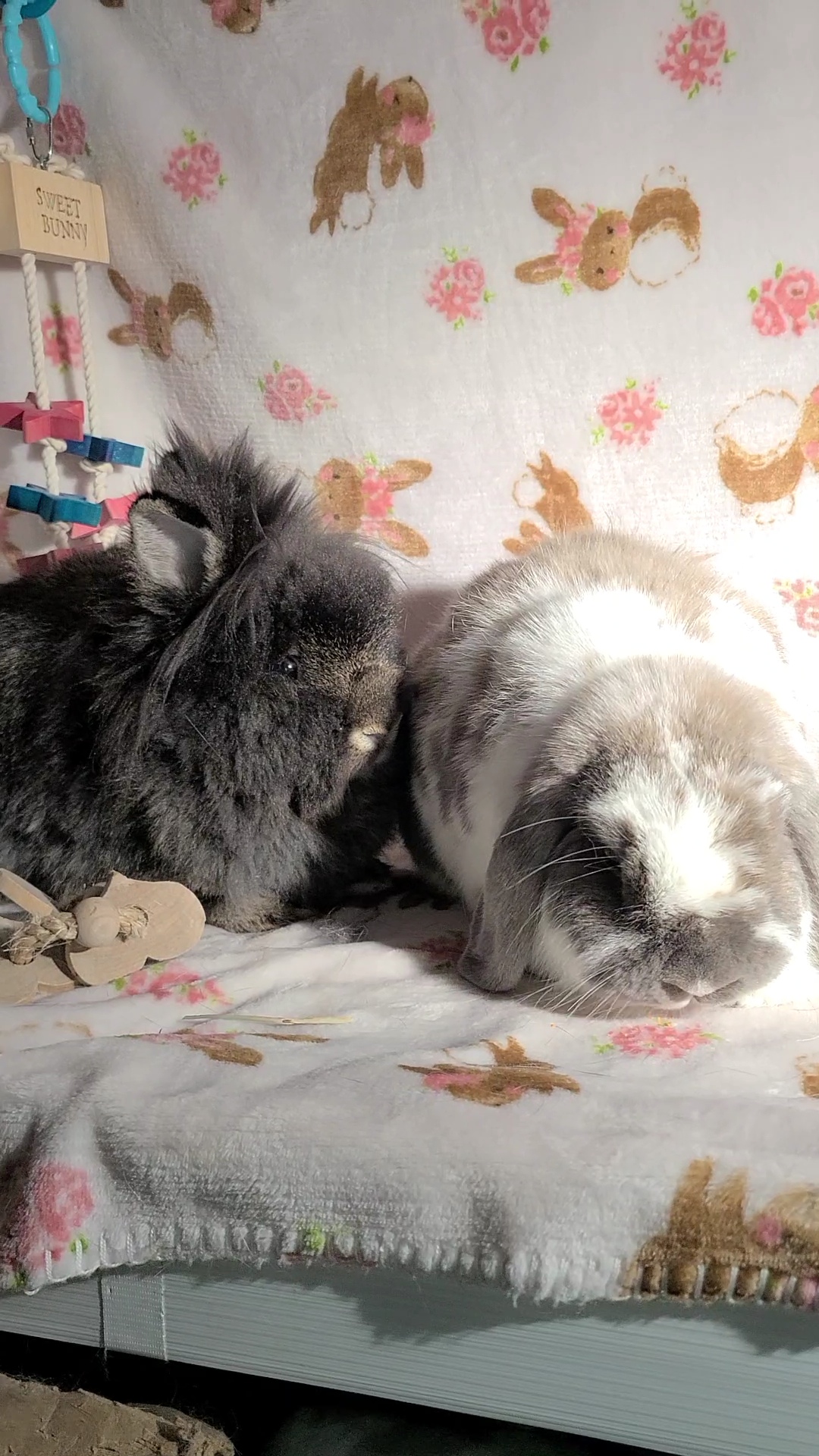 Enlarge Louise and Herman, a Adoptable mixed breed in Waynesboro, VA image 2/4