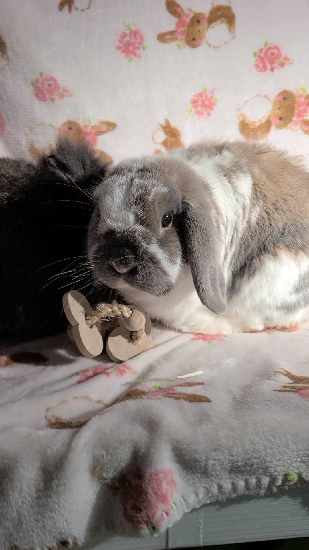 Enlarge Louise and Herman, a Adoptable mixed breed in Waynesboro, VA image 3/4