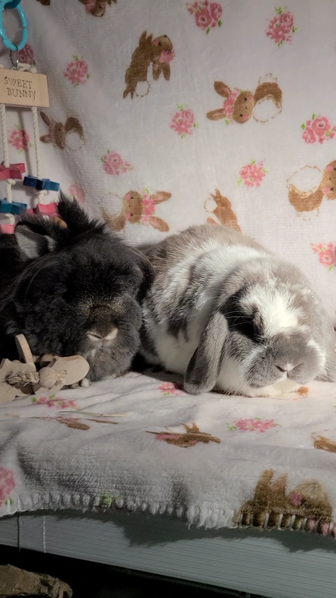 Enlarge Louise and Herman, a Adoptable mixed breed in Waynesboro, VA image 4/4