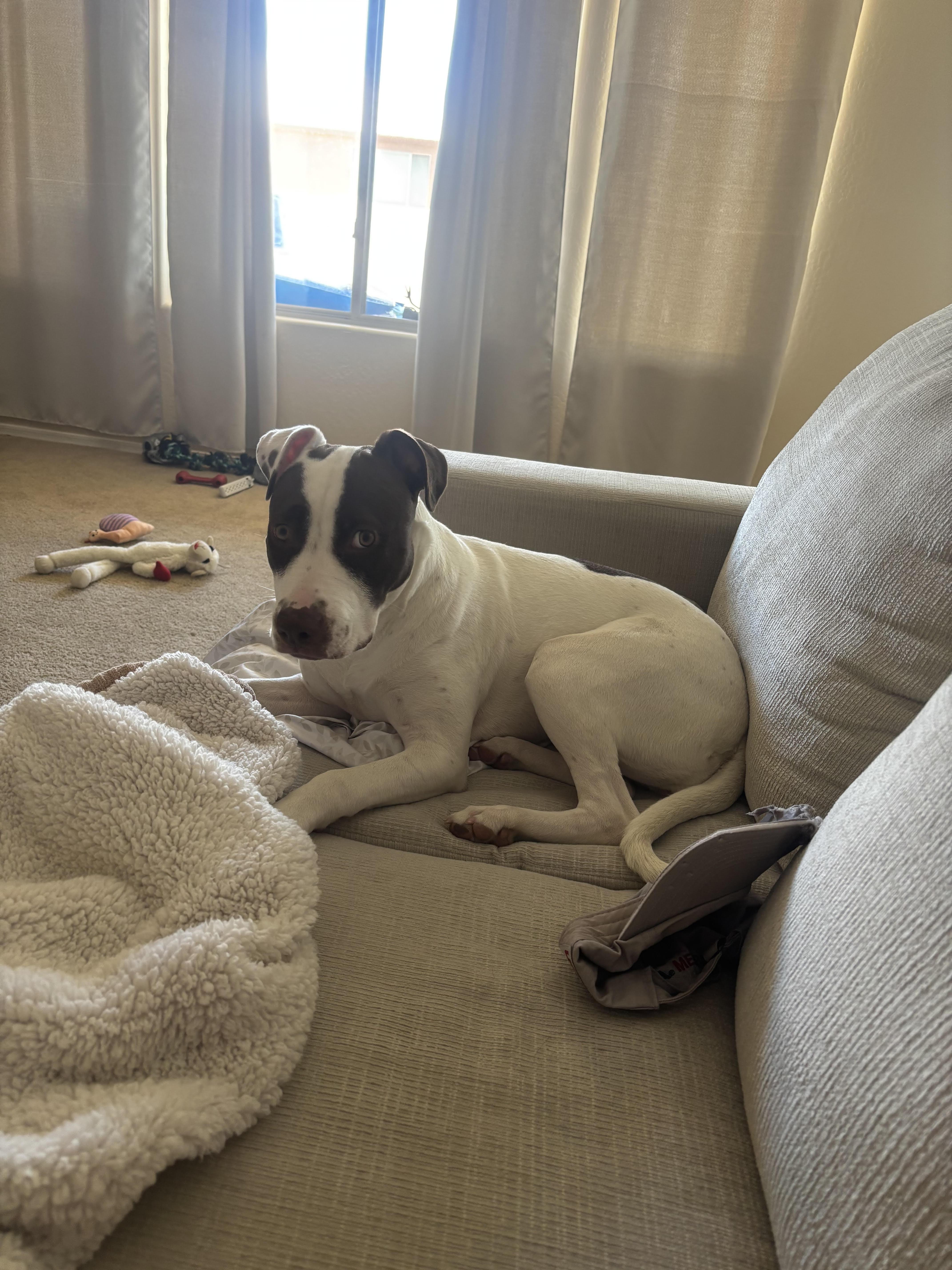 Molly, a ADOPTABLE mixed breed in Chandler, AZ image 3/3