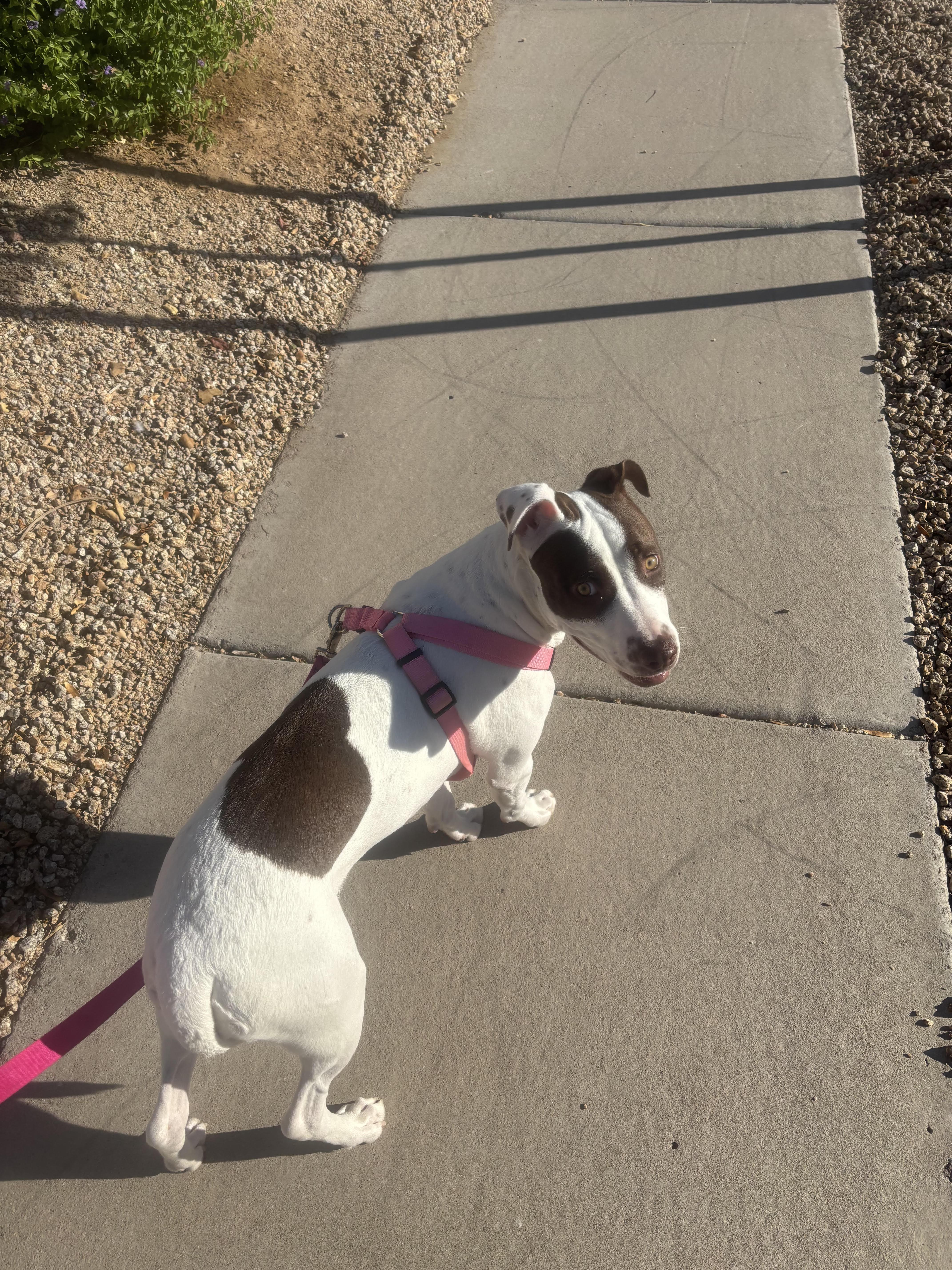 Molly, a ADOPTABLE mixed breed in Chandler, AZ image 2/3