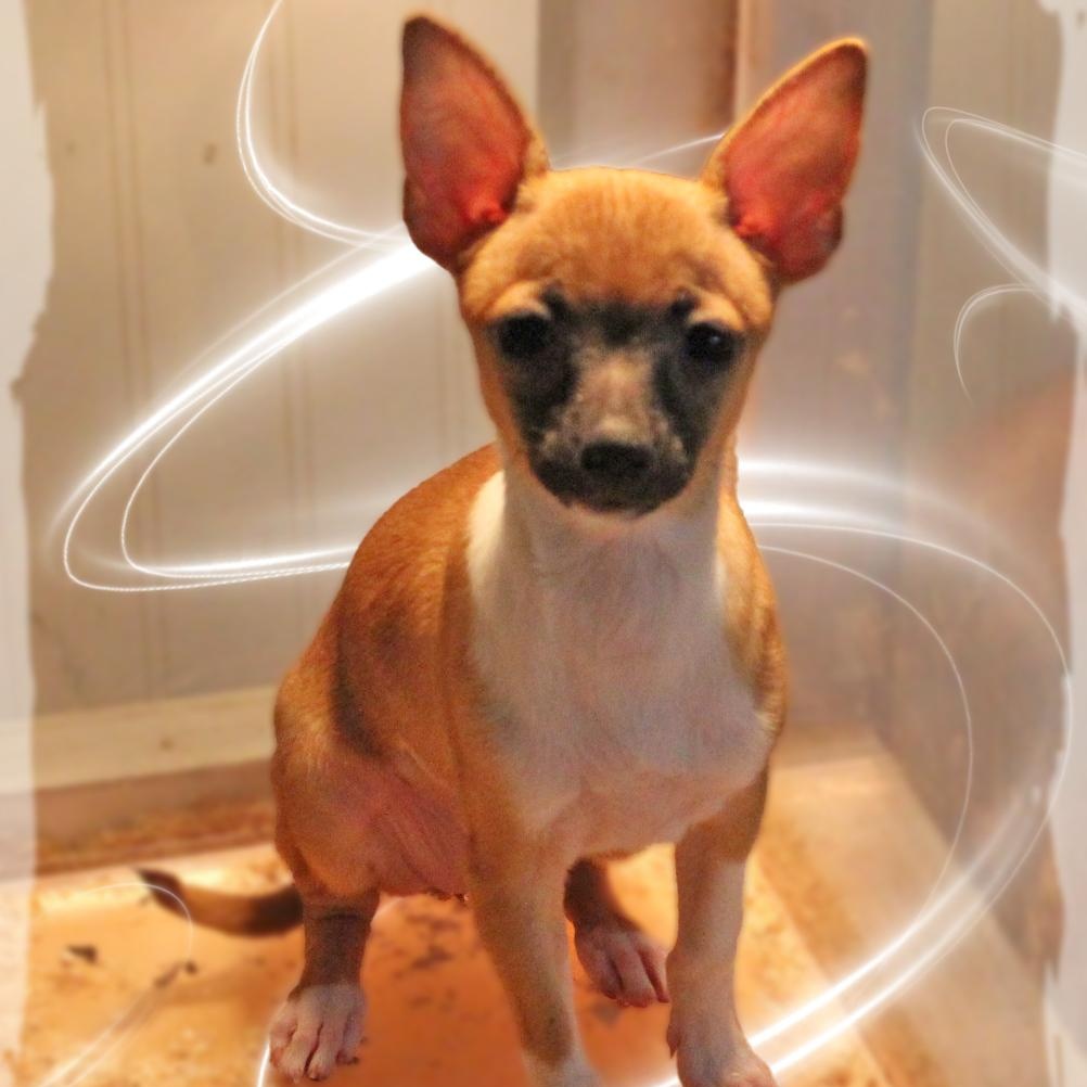Poppy, adopted, Puppy Female Chihuahua.