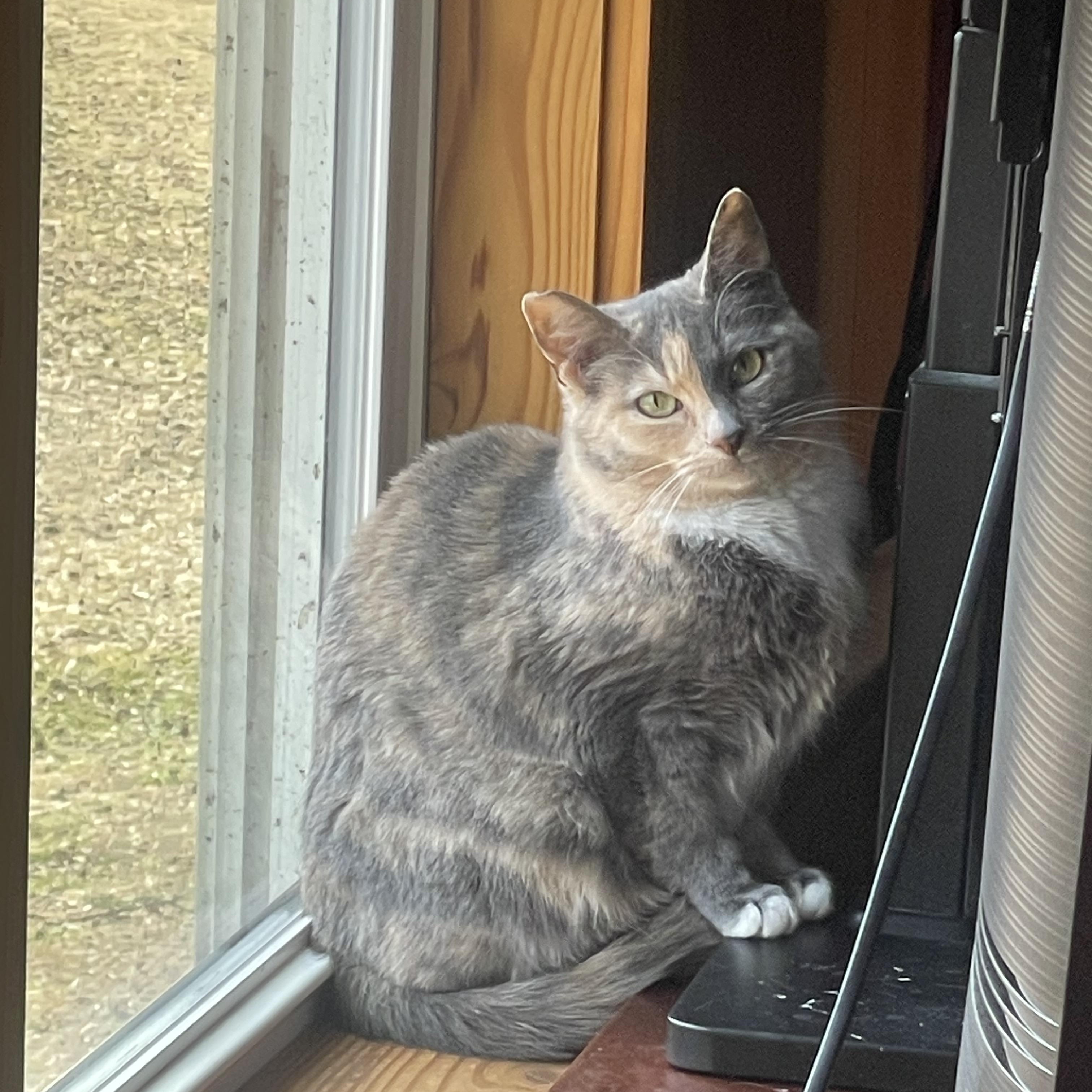 Enlarge Olive, a ADOPTABLE Domestic Short Hair in Ruther Glen, VA image 1/1