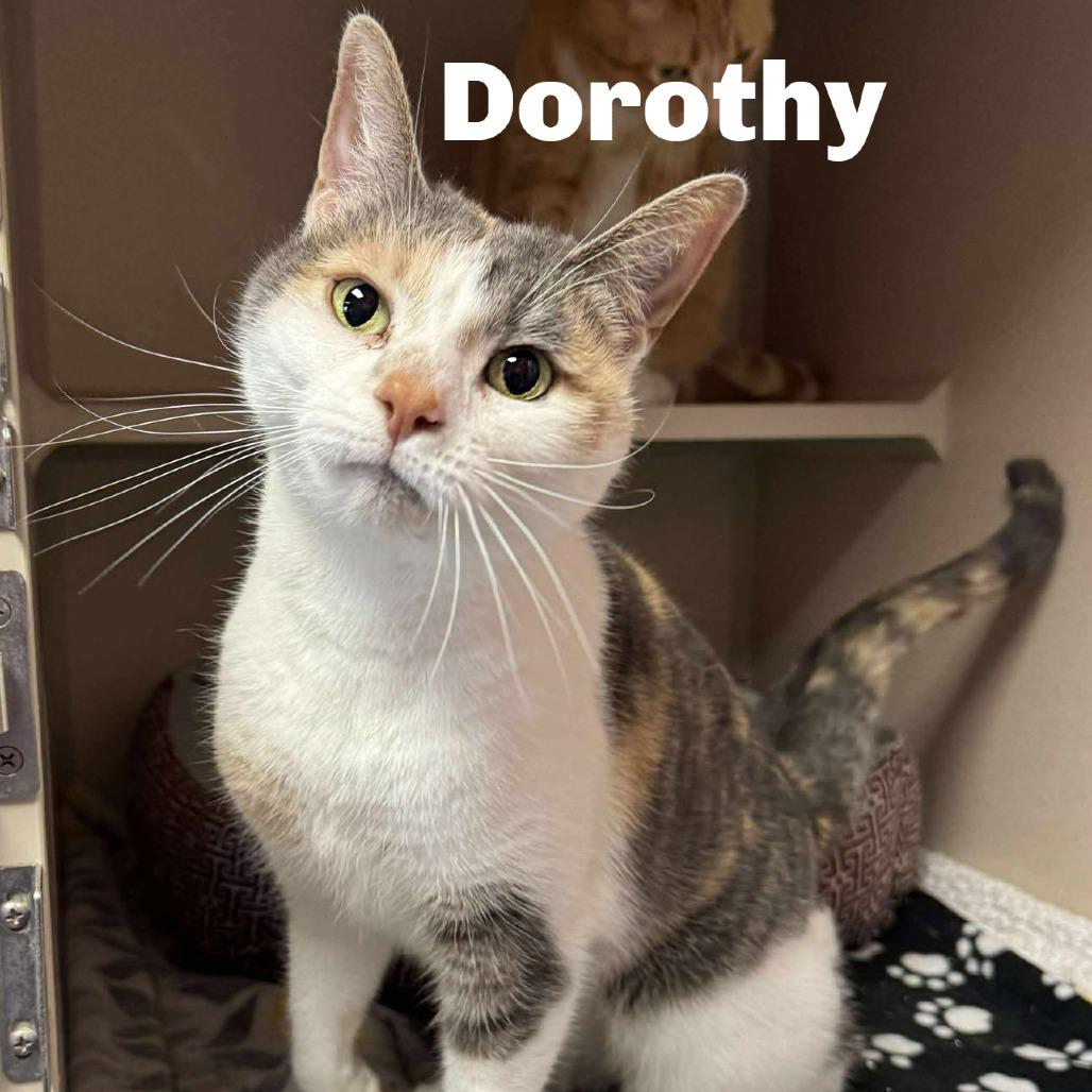 Enlarge Dorothy 251015, a Adoptable Domestic Short Hair in Escanaba, MI image 1/1