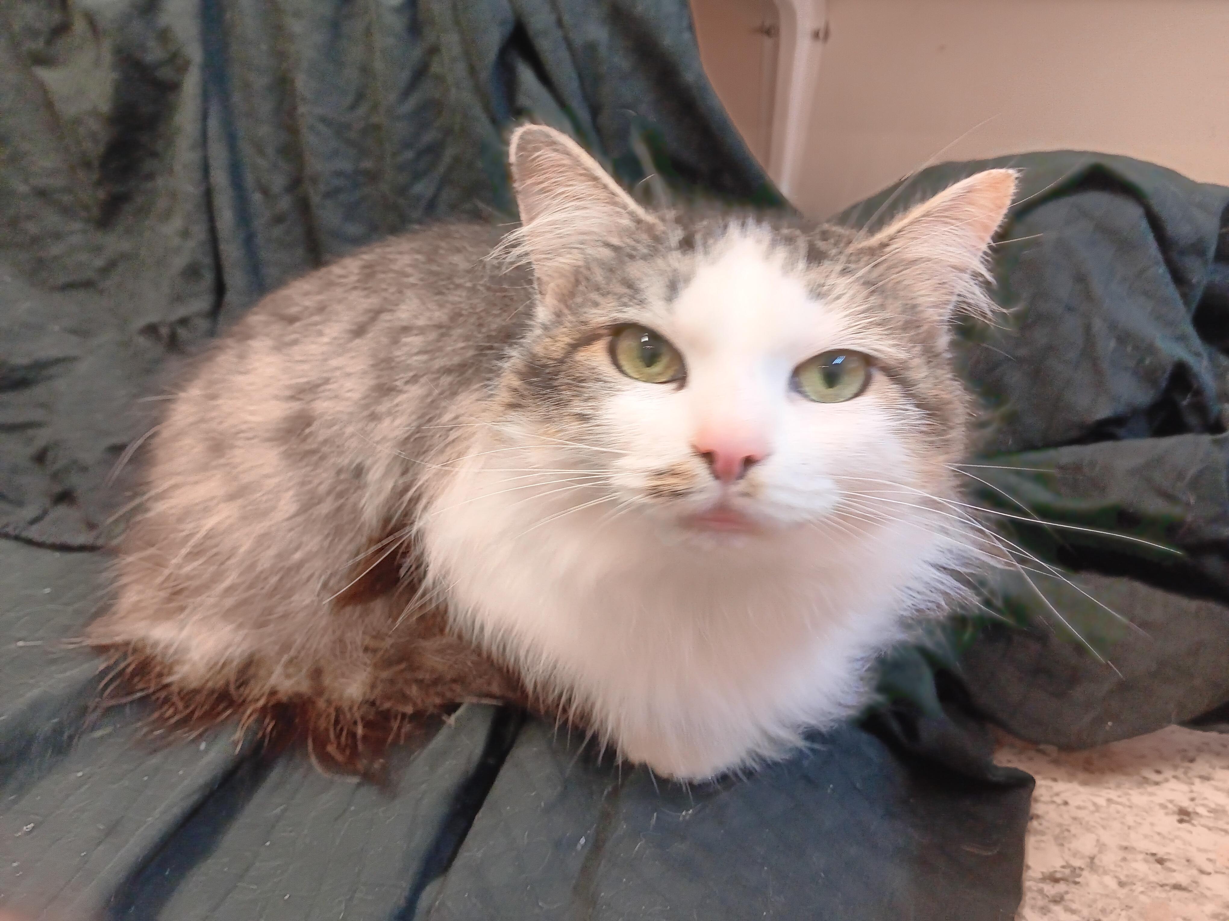 Enlarge Rachel , a ADOPTABLE mixed breed in North East, MD image 2/4