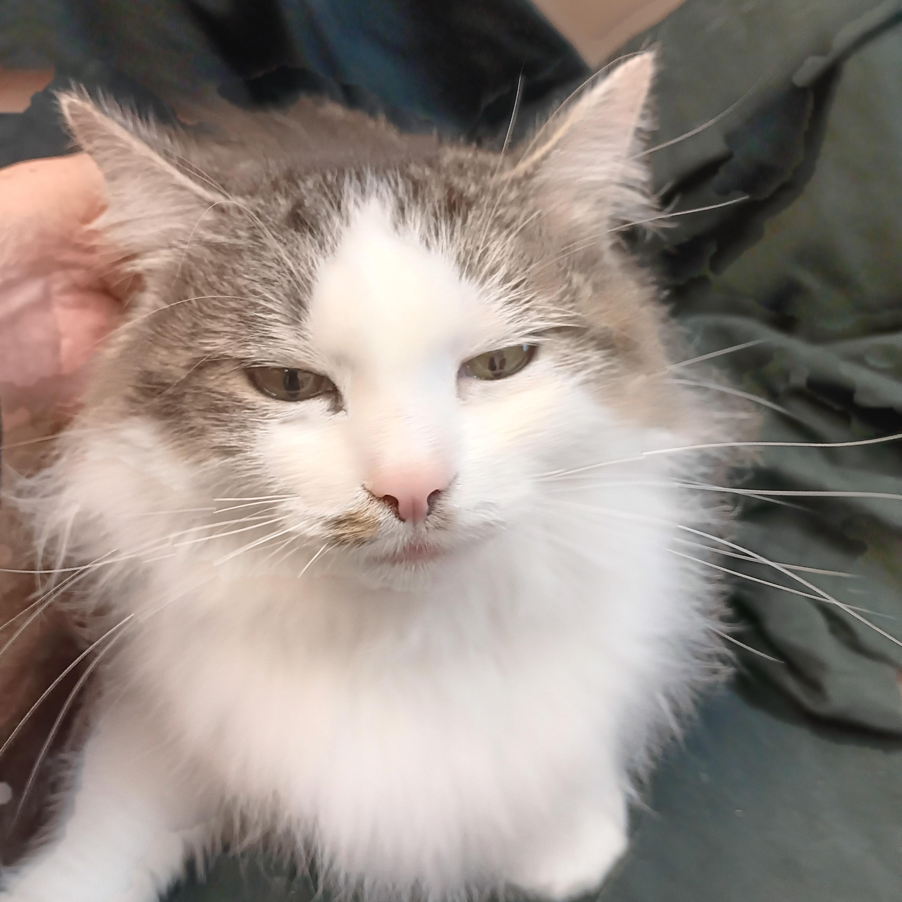 Enlarge Rachel , a ADOPTABLE mixed breed in North East, MD image 4/4