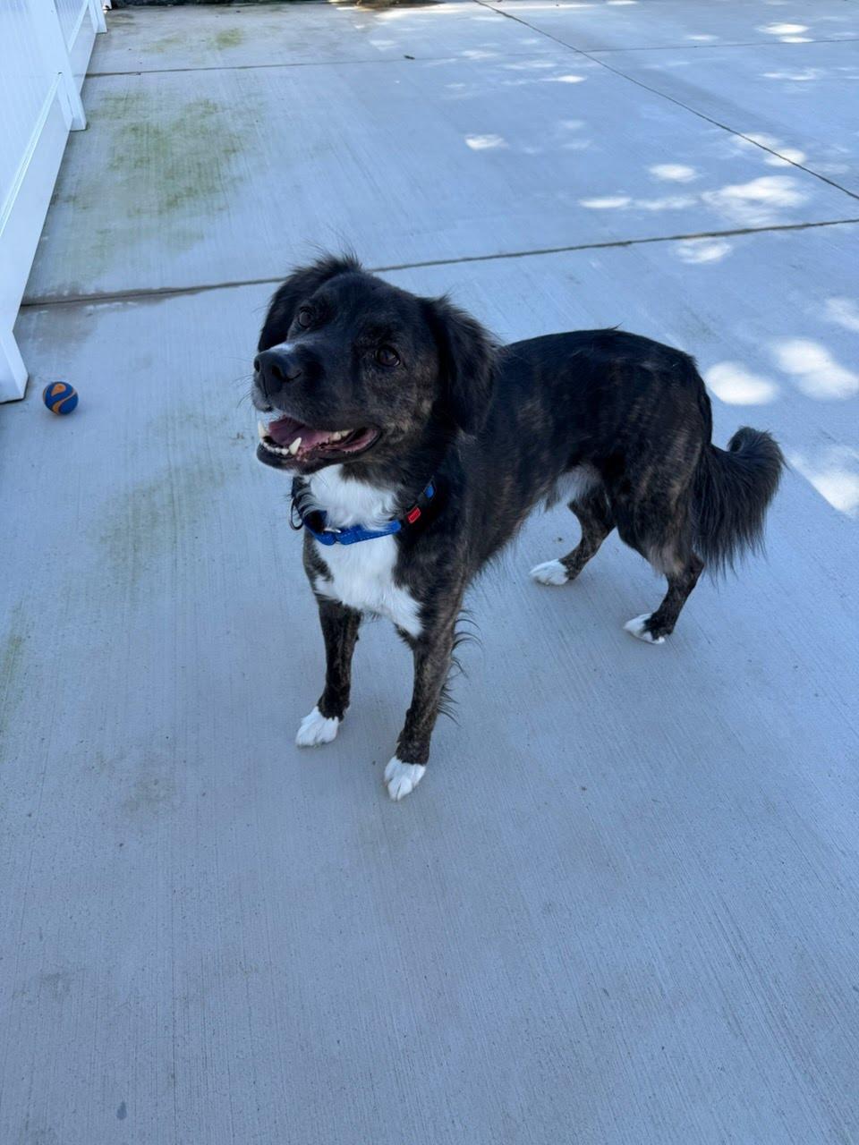 Mozie, Adoptable, Adult Male Border Collie & Australian Shepherd.