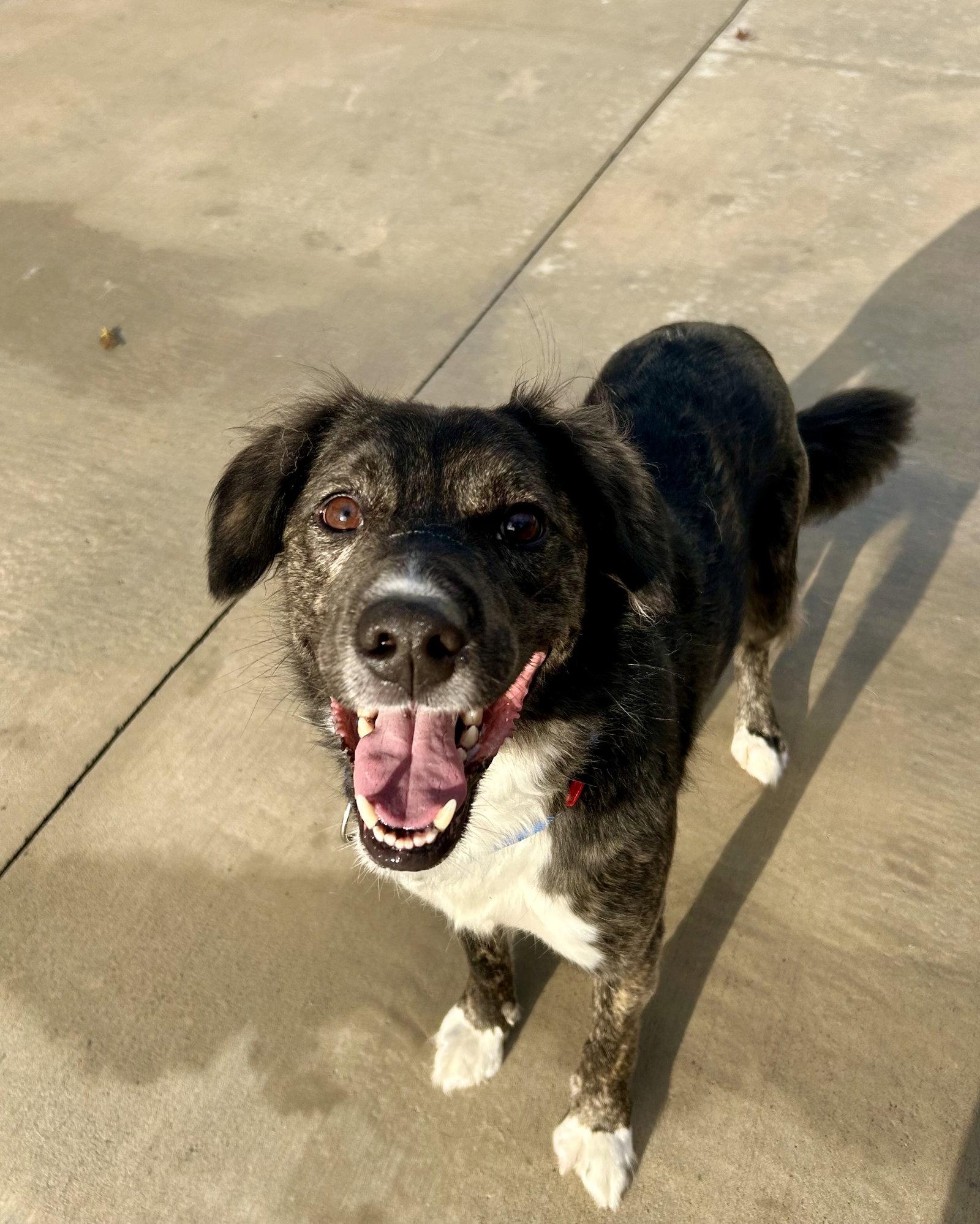 Enlarge Mozie, a Adoptable mixed breed in Lancaster, PA image 3/3