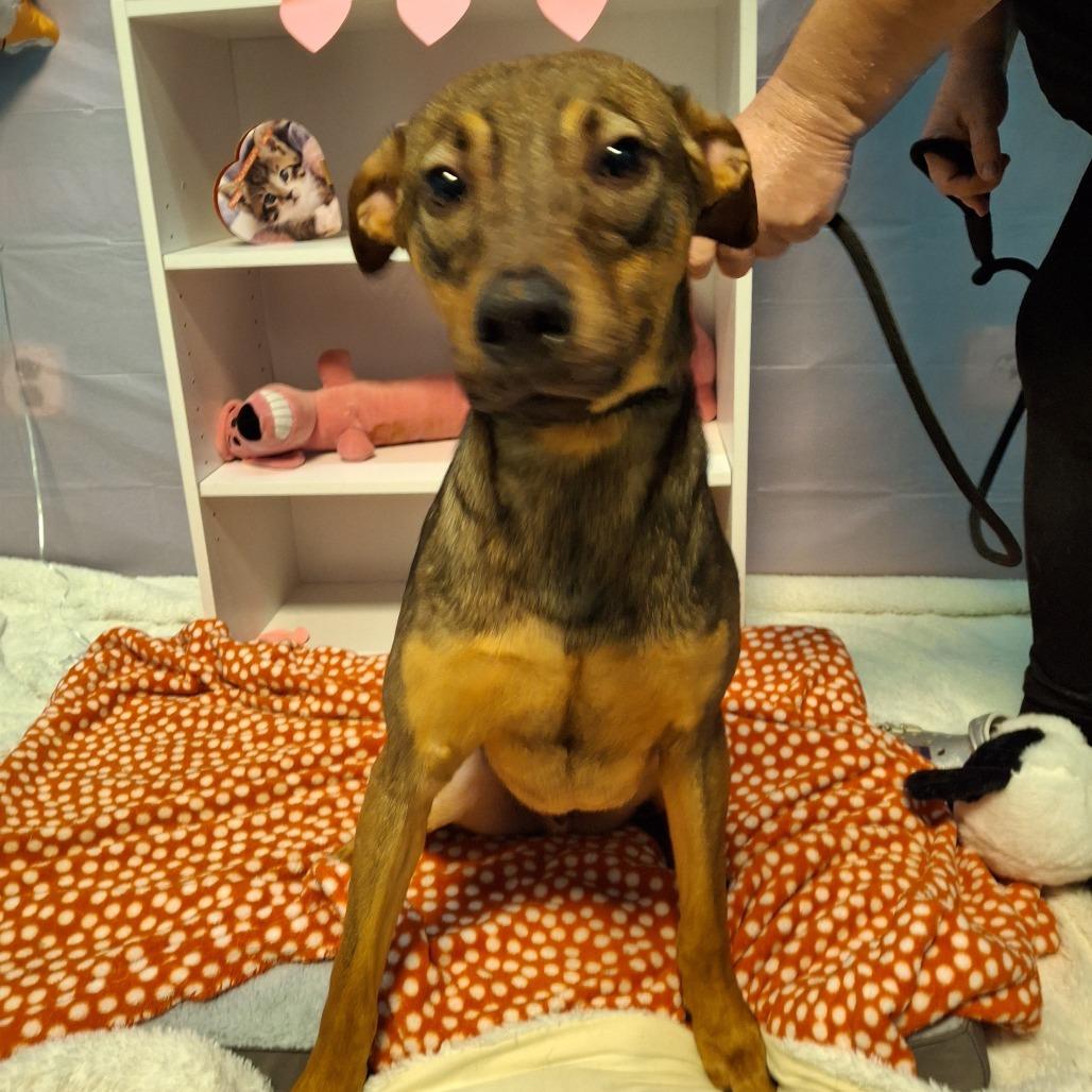 Star-Lord, Adoptable, Adult Male Doberman Pinscher & Mixed Breed.