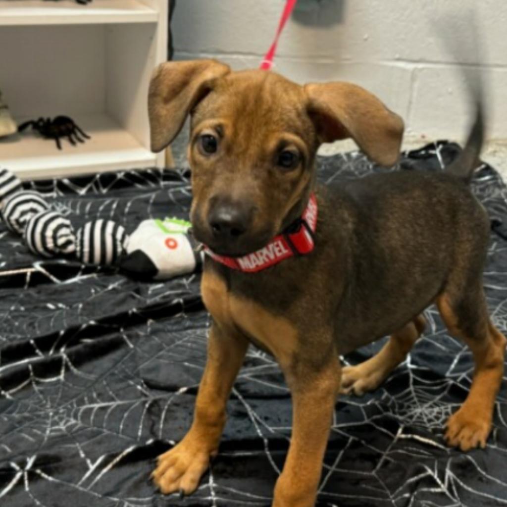 Enlarge Star-Lord, a Adoptable mixed breed in South Houston, TX image 2/2