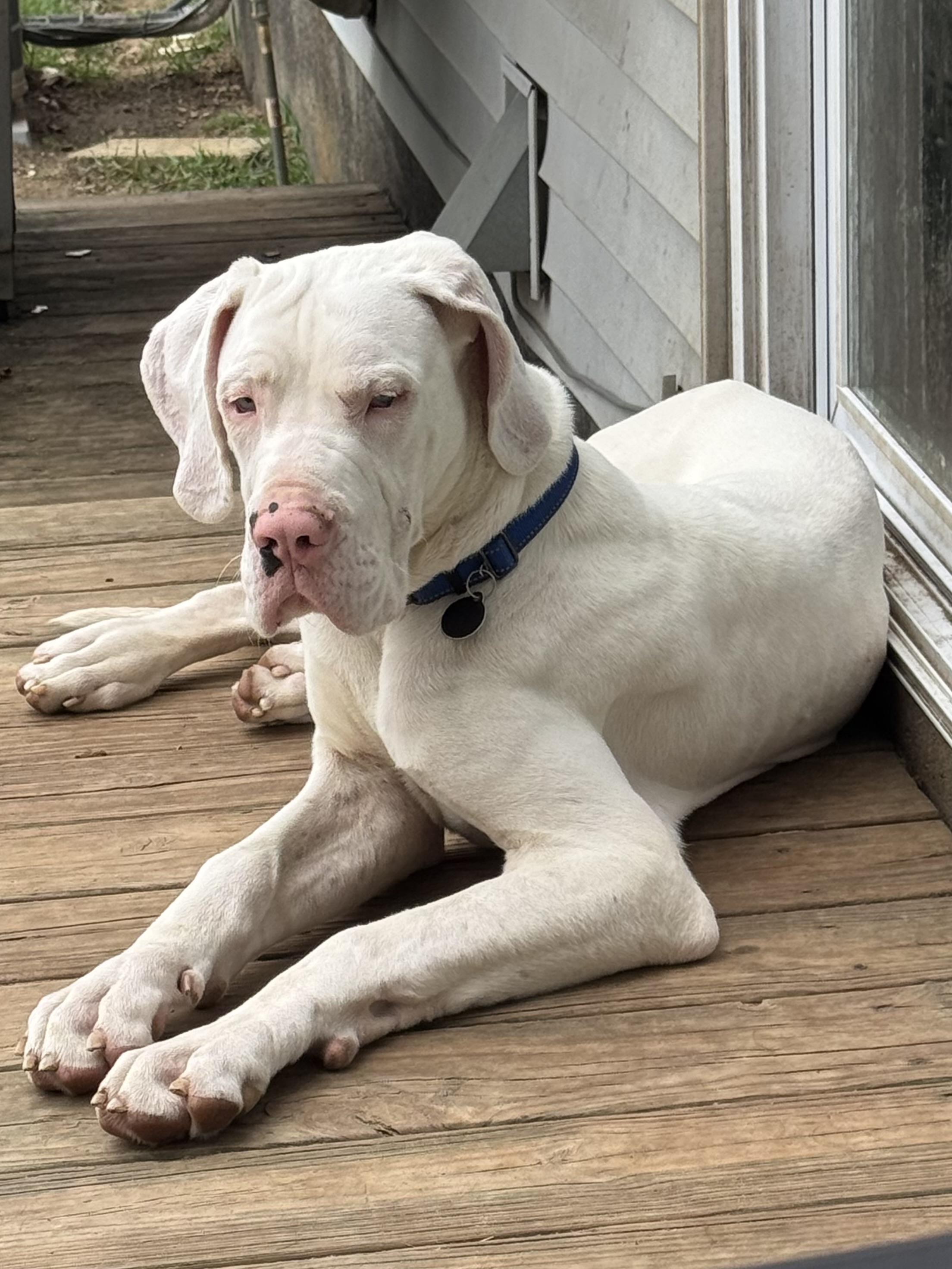 Raider, a ADOPTABLE Great Dane in Hartland, MI image 4/4