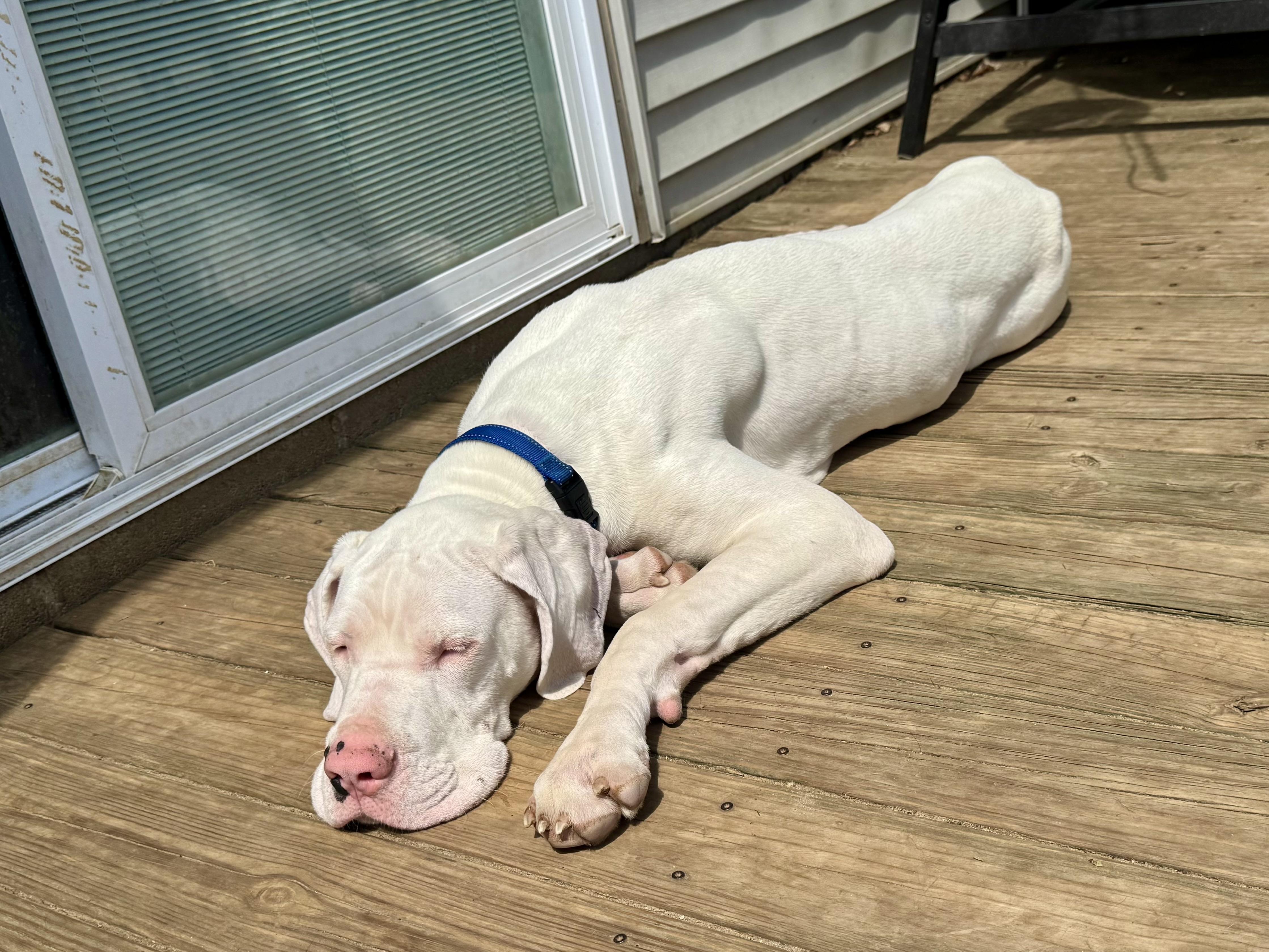 Raider, a ADOPTABLE Great Dane in Hartland, MI image 3/4