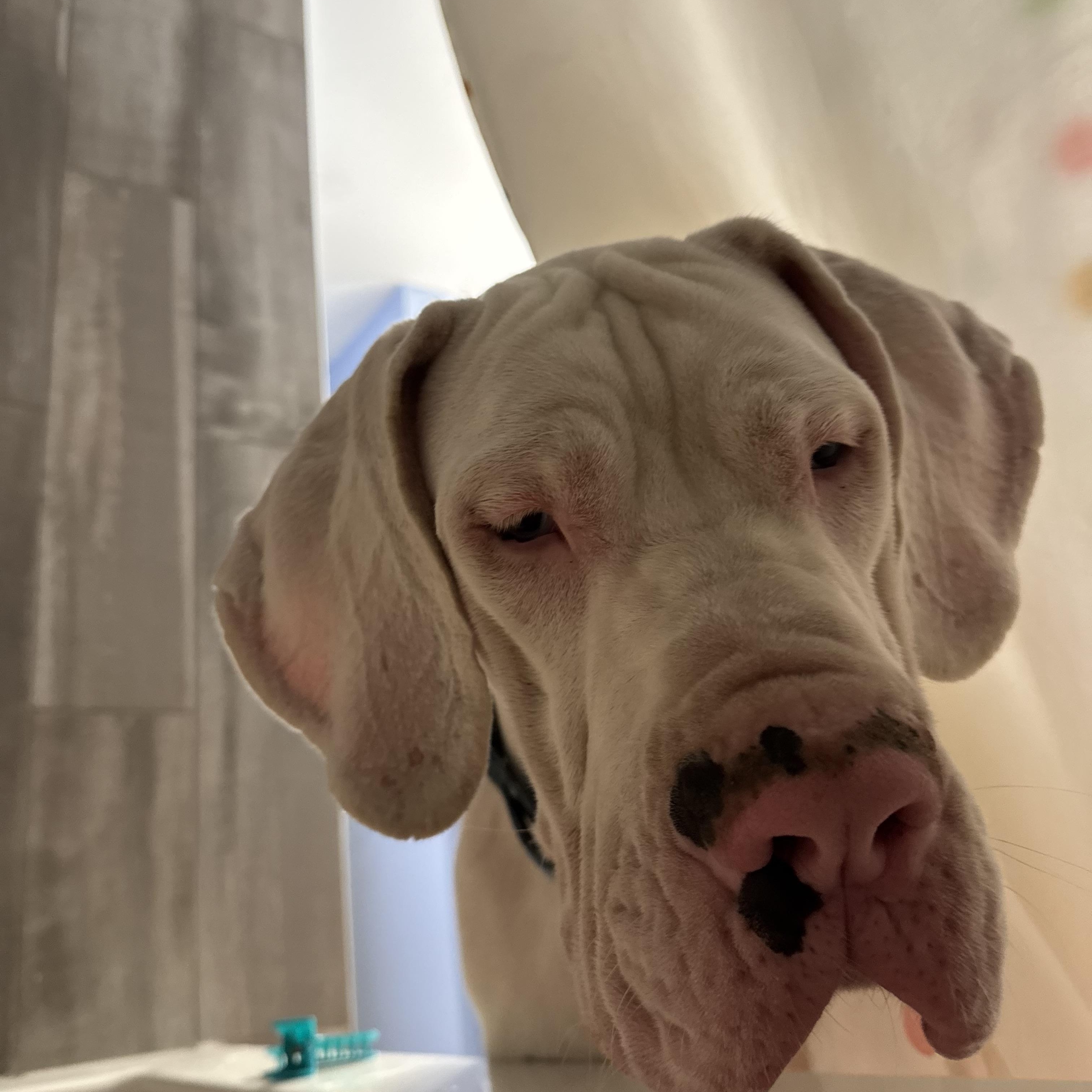 Raider, ADOPTABLE, Puppy Male Great Dane.