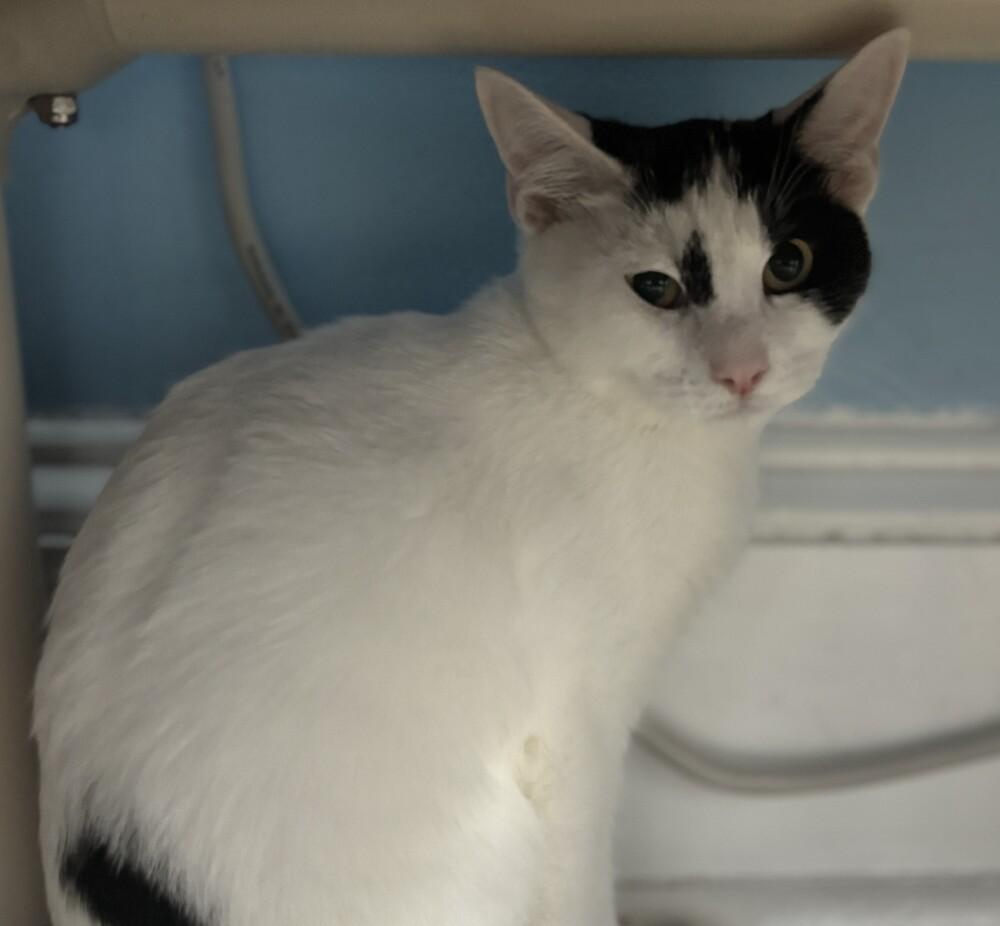 Enlarge Mulder, a Adoptable mixed breed in Norristown, PA image 1/1