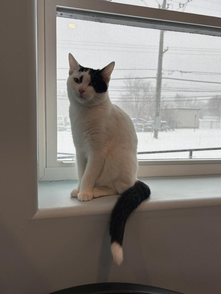 Enlarge Mulder, a Adoptable mixed breed in Norristown, PA image 2/2