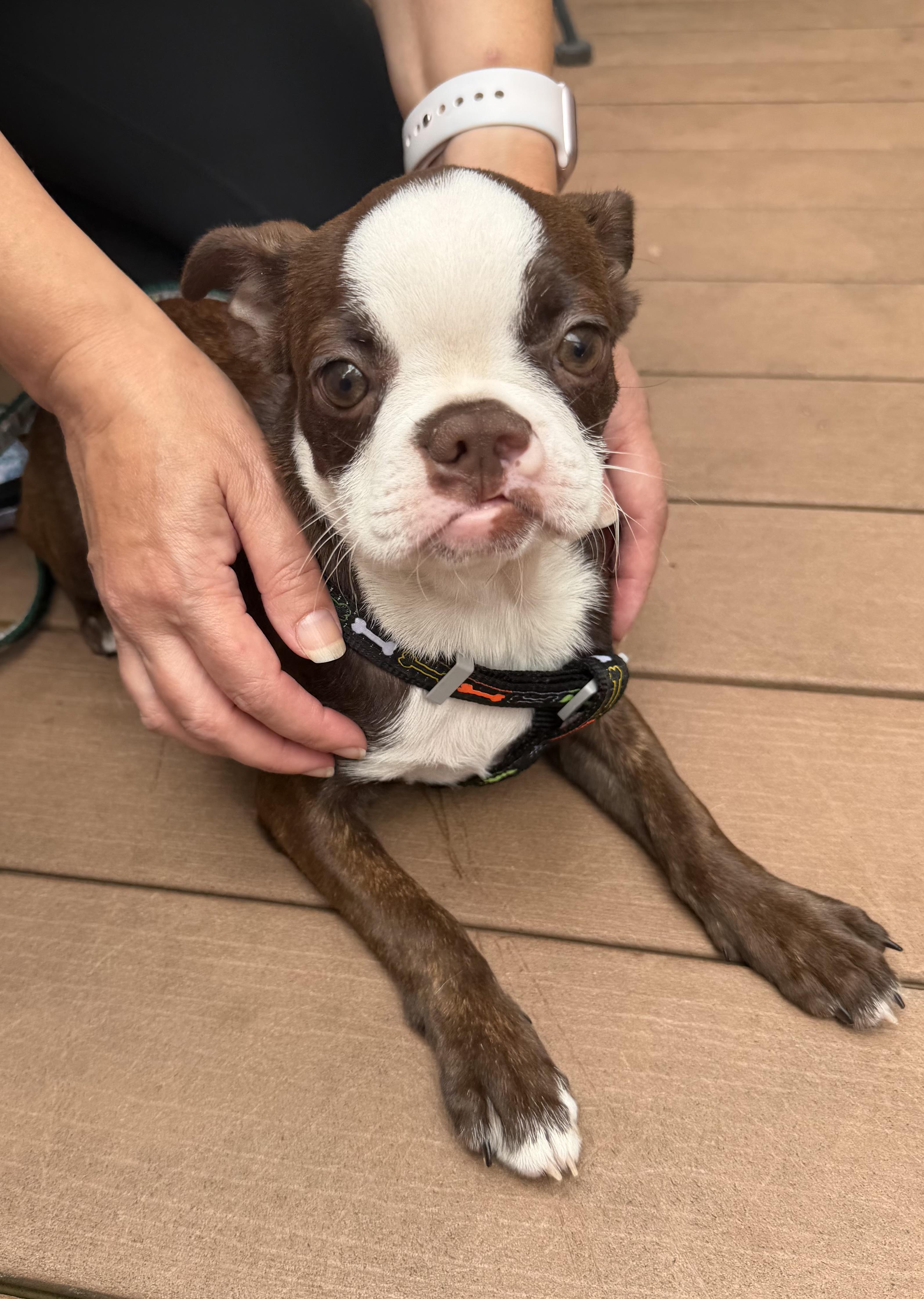Enlarge BonBon, a Adoption Pending Boston Terrier in Havertown, PA image 1/3