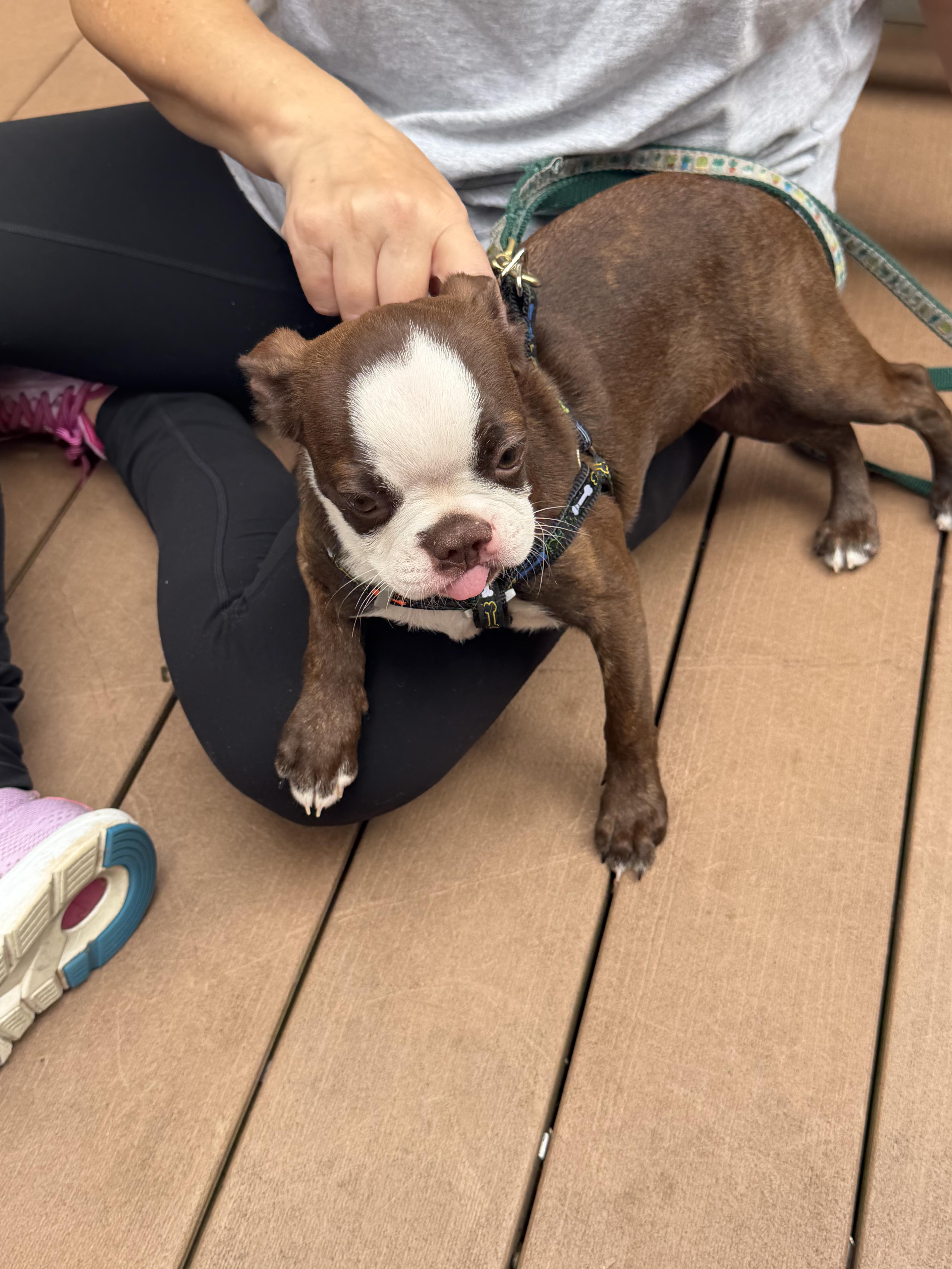 Enlarge BonBon, a Adoption Pending Boston Terrier in Havertown, PA image 2/3