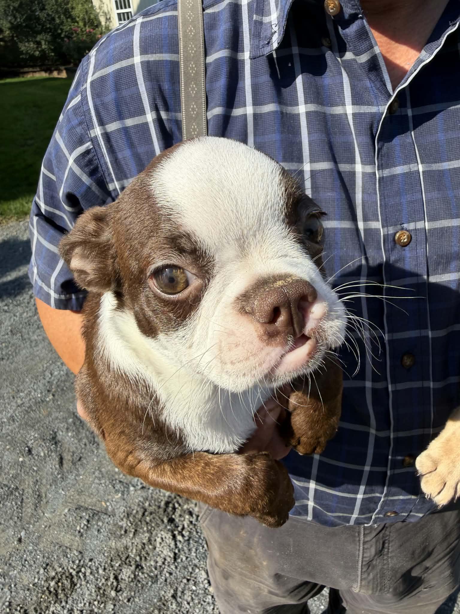 Enlarge BonBon, a Adoption Pending Boston Terrier in Havertown, PA image 3/3