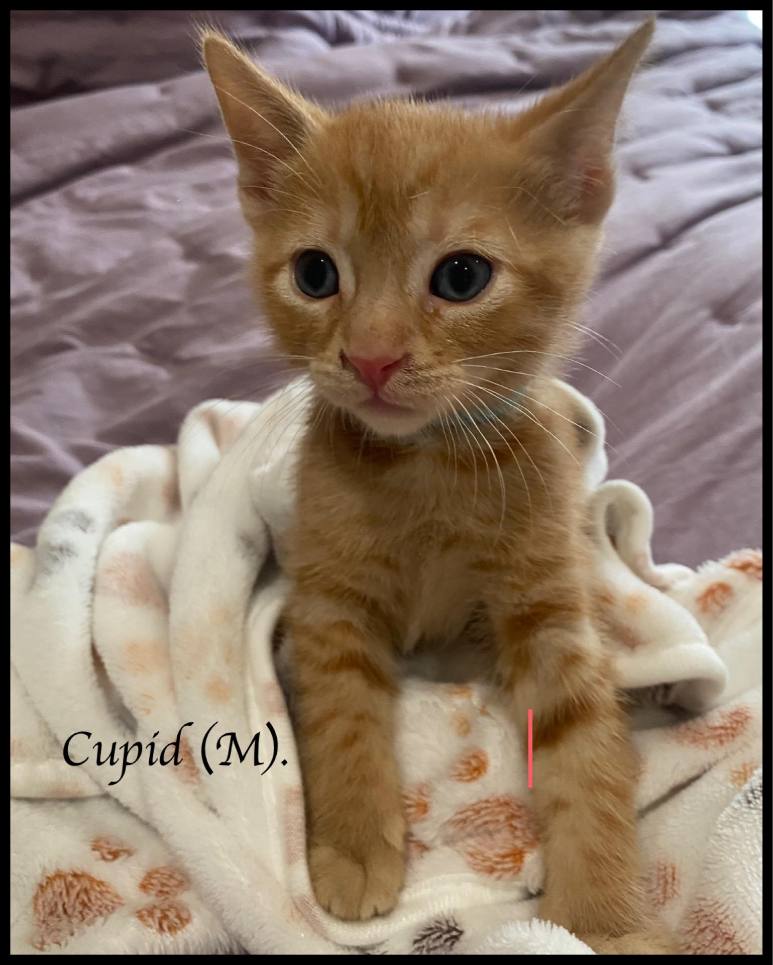 Enlarge Cupid, a Adoptable Domestic Short Hair in Long Beach, CA image 1/1