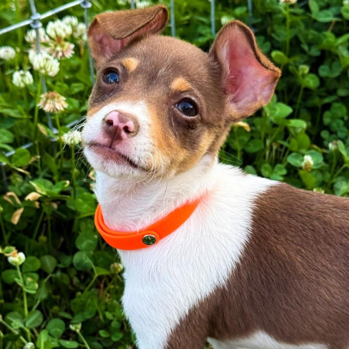 Atlas, Adoptable, Puppy Male Chihuahua & Chiweenie.