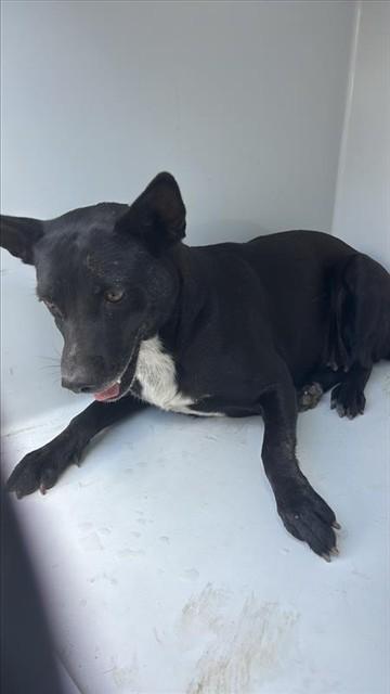A662176, ADOPTABLE, Young • Female, Australian Kelpie & Mixed Breed.