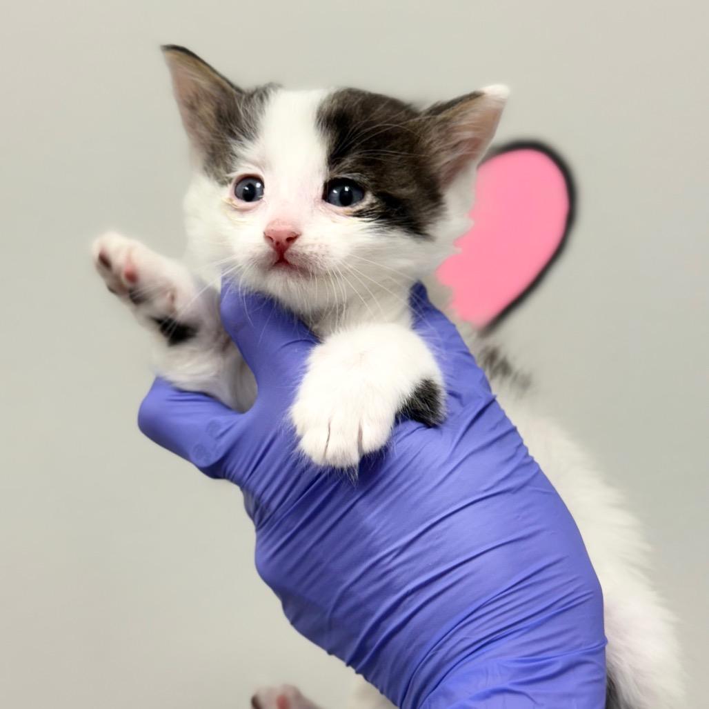 Dante — thumbnail 2