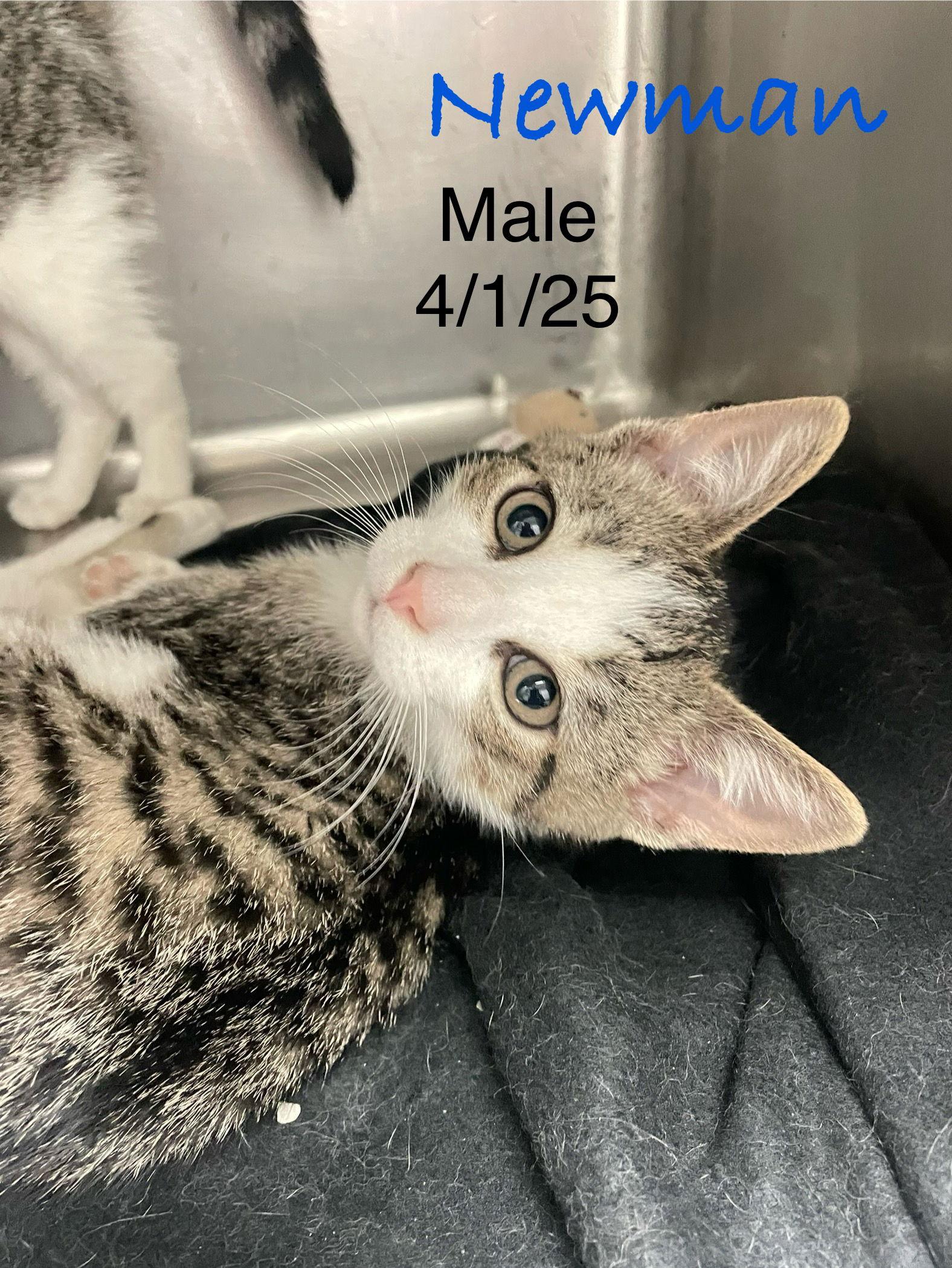 Newman, Adopted, Kitten Male Domestic Short Hair.