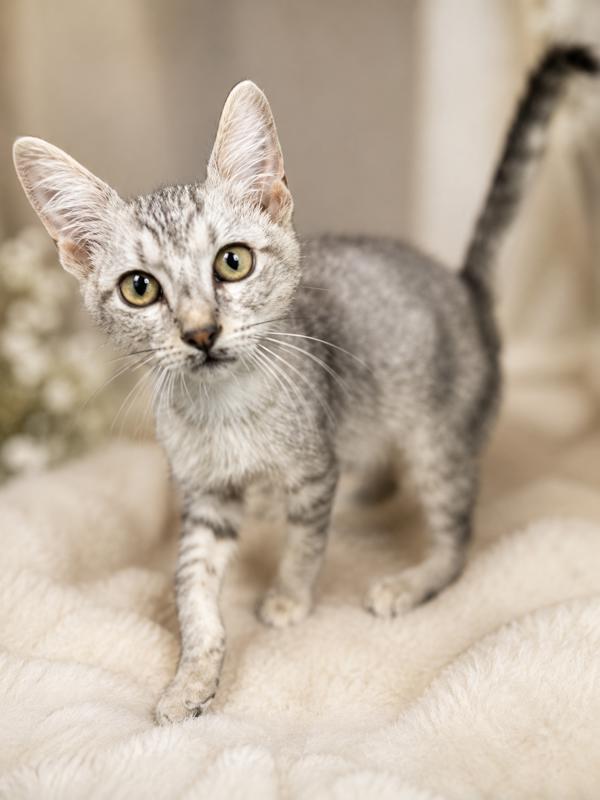 Ethel, Adoptable, Kitten Female Domestic Short Hair.